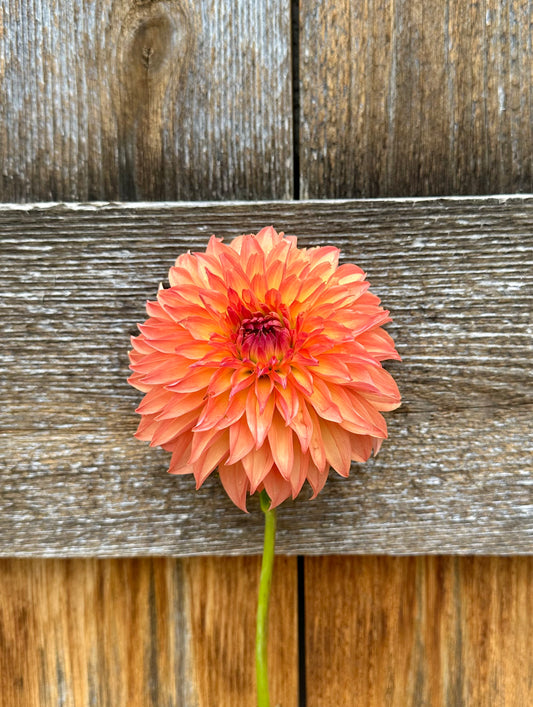 Lee’s Lincoln Star dahlia