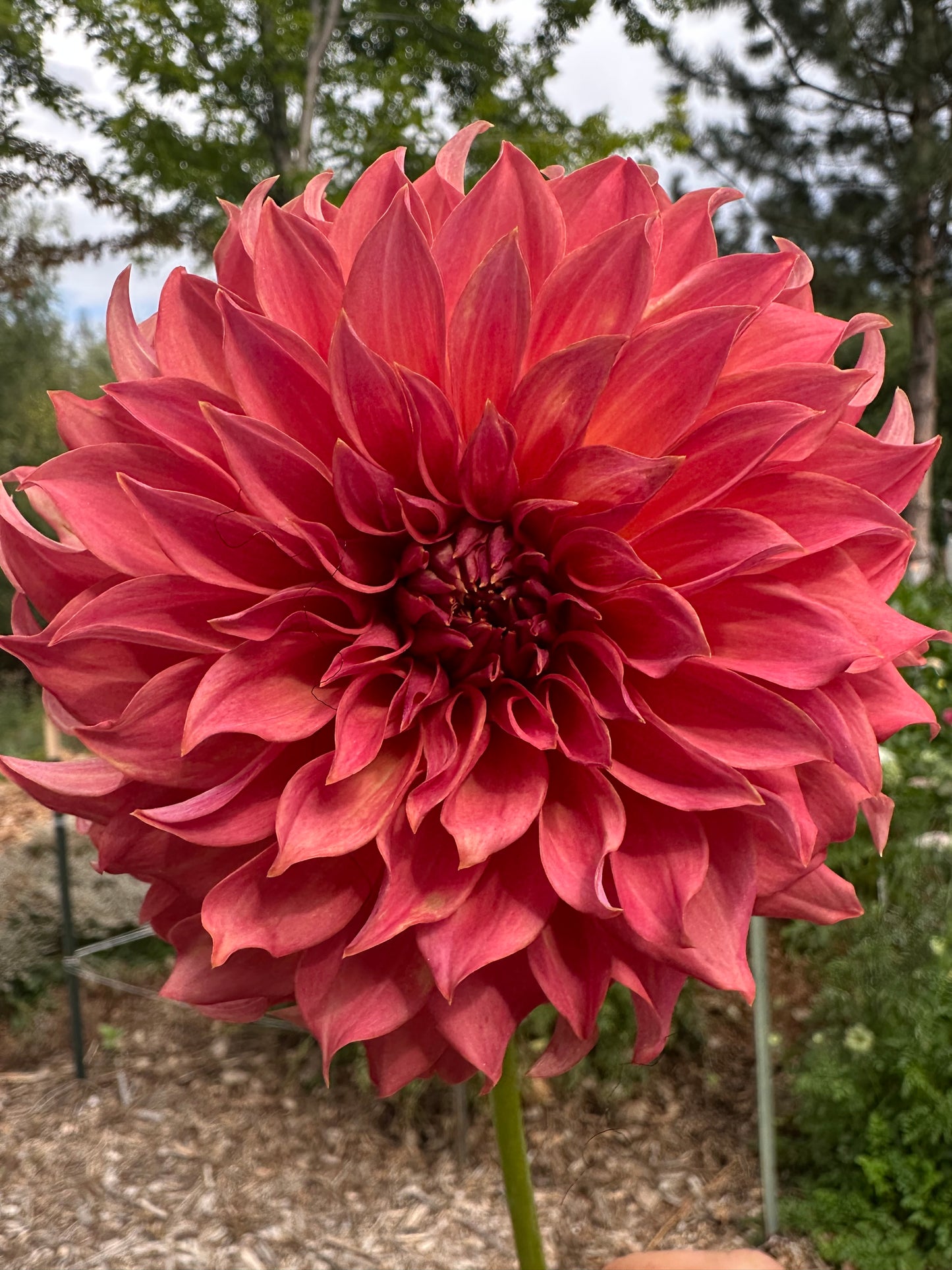 Lee’s Lincoln Star dahlia