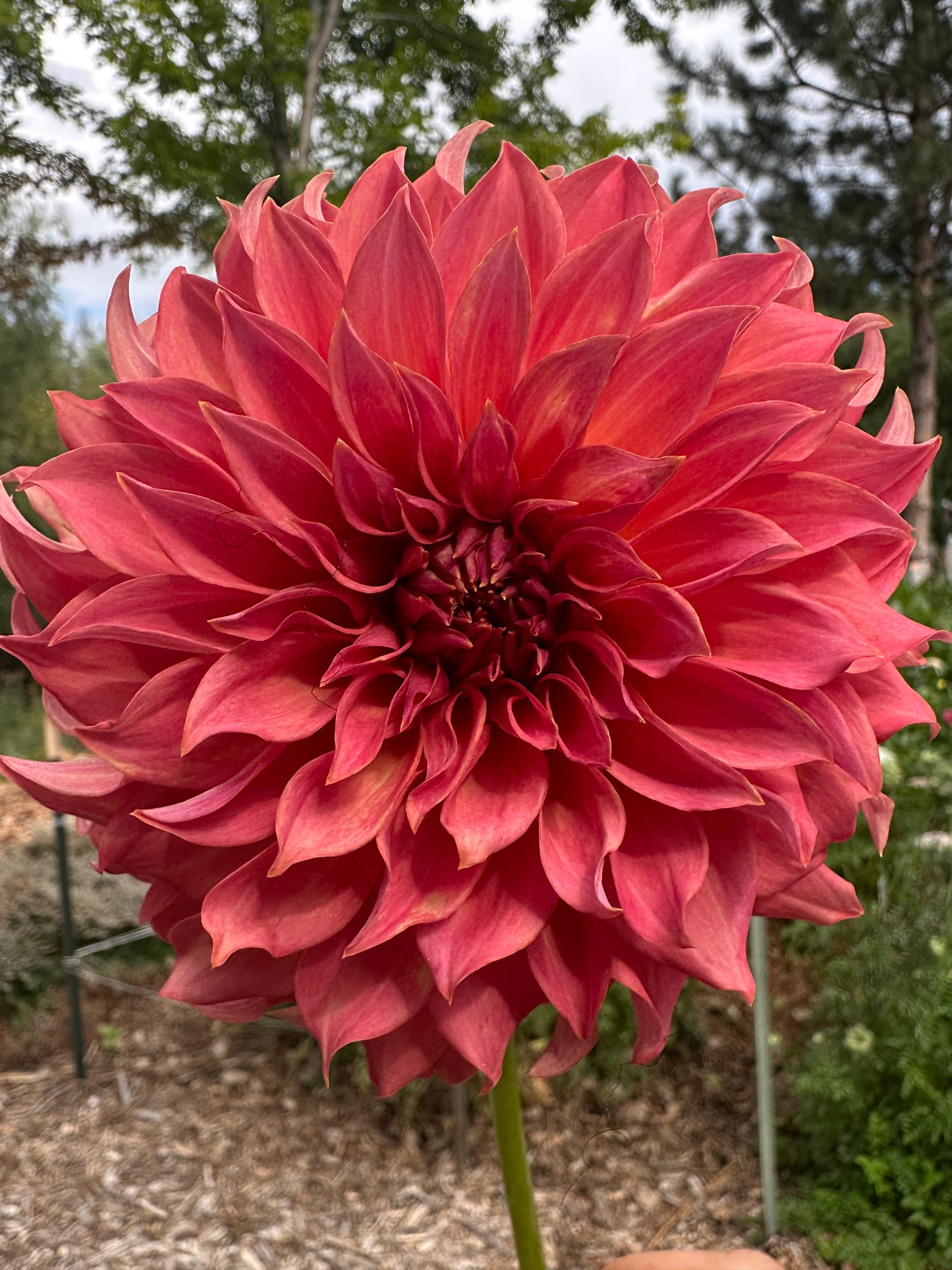 Lee’s Lincoln Star dahlia