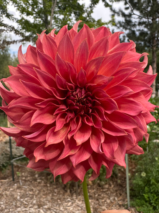 Lee’s Lincoln Star dahlia
