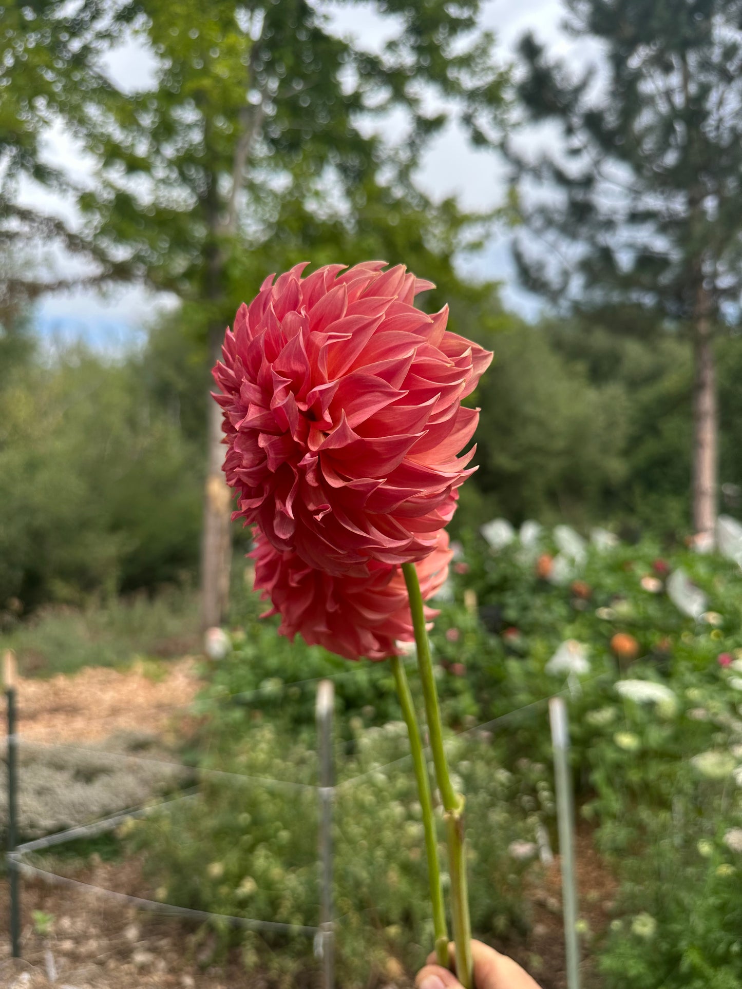 Lee’s Lincoln Star dahlia