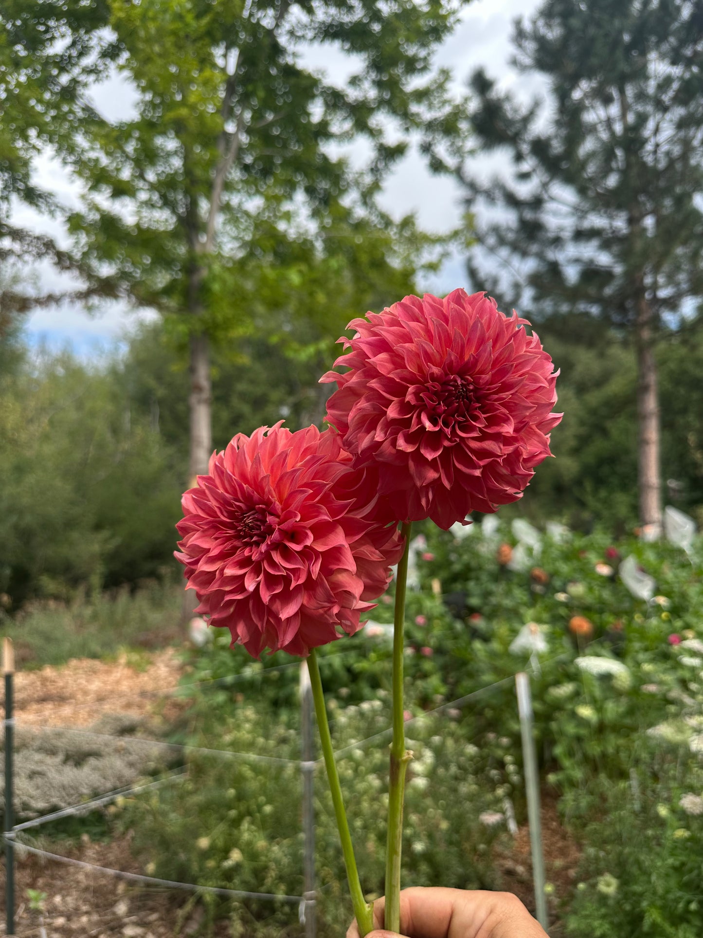 Lee’s Lincoln Star dahlia