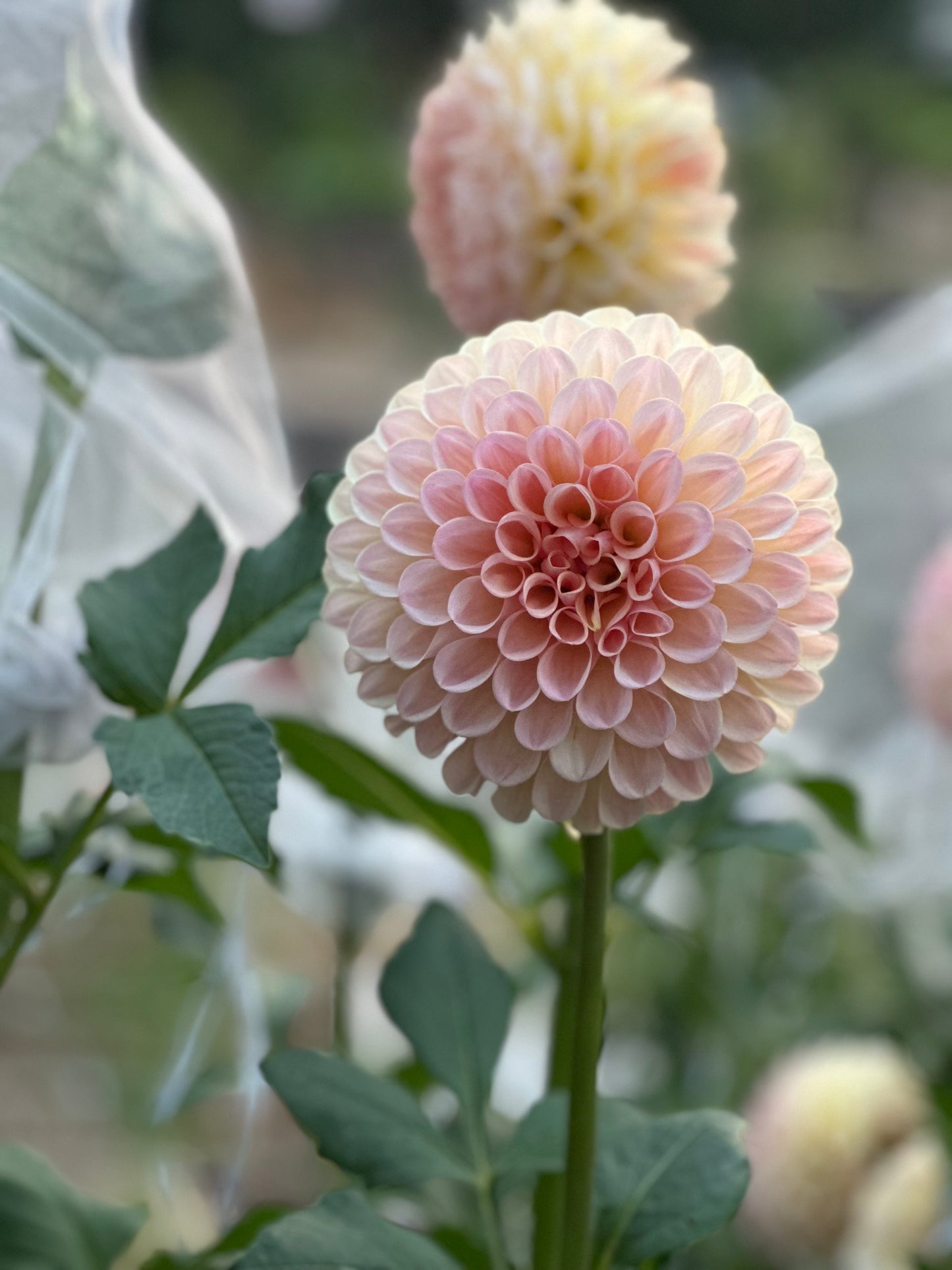 Lee’s Lula Belle dahlia
