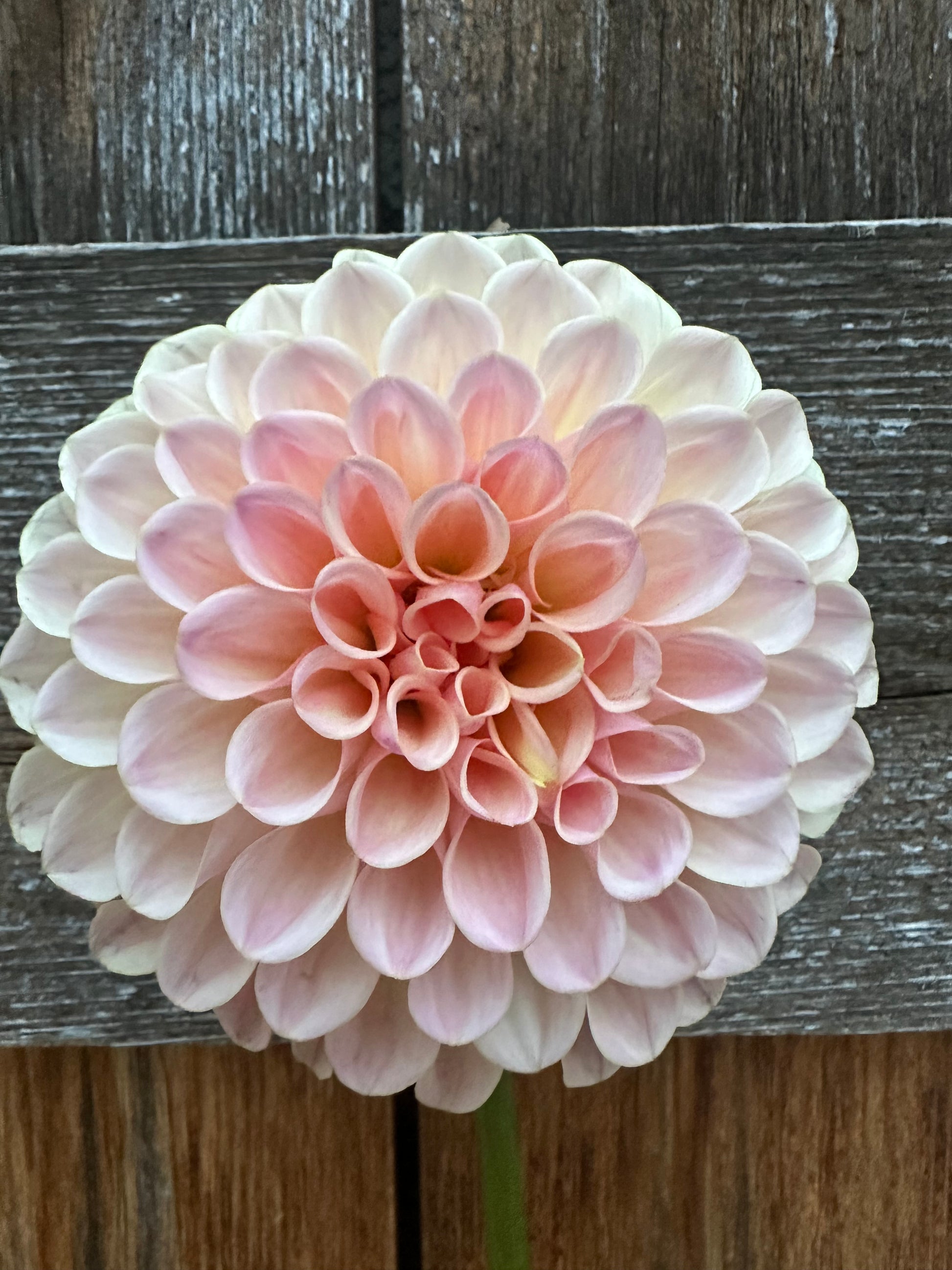 Lee’s Lula Belle dahlia