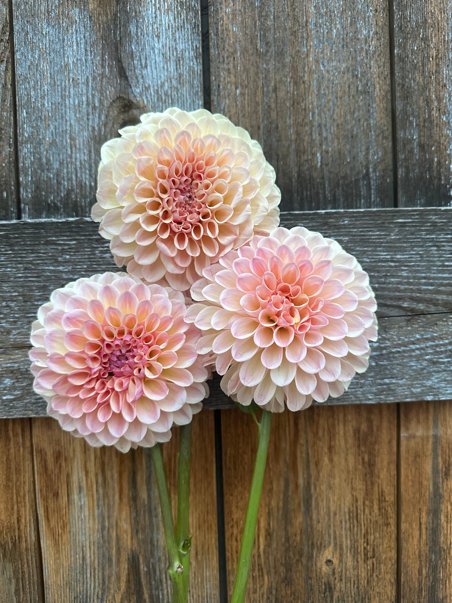 Lee’s Lula Belle dahlia