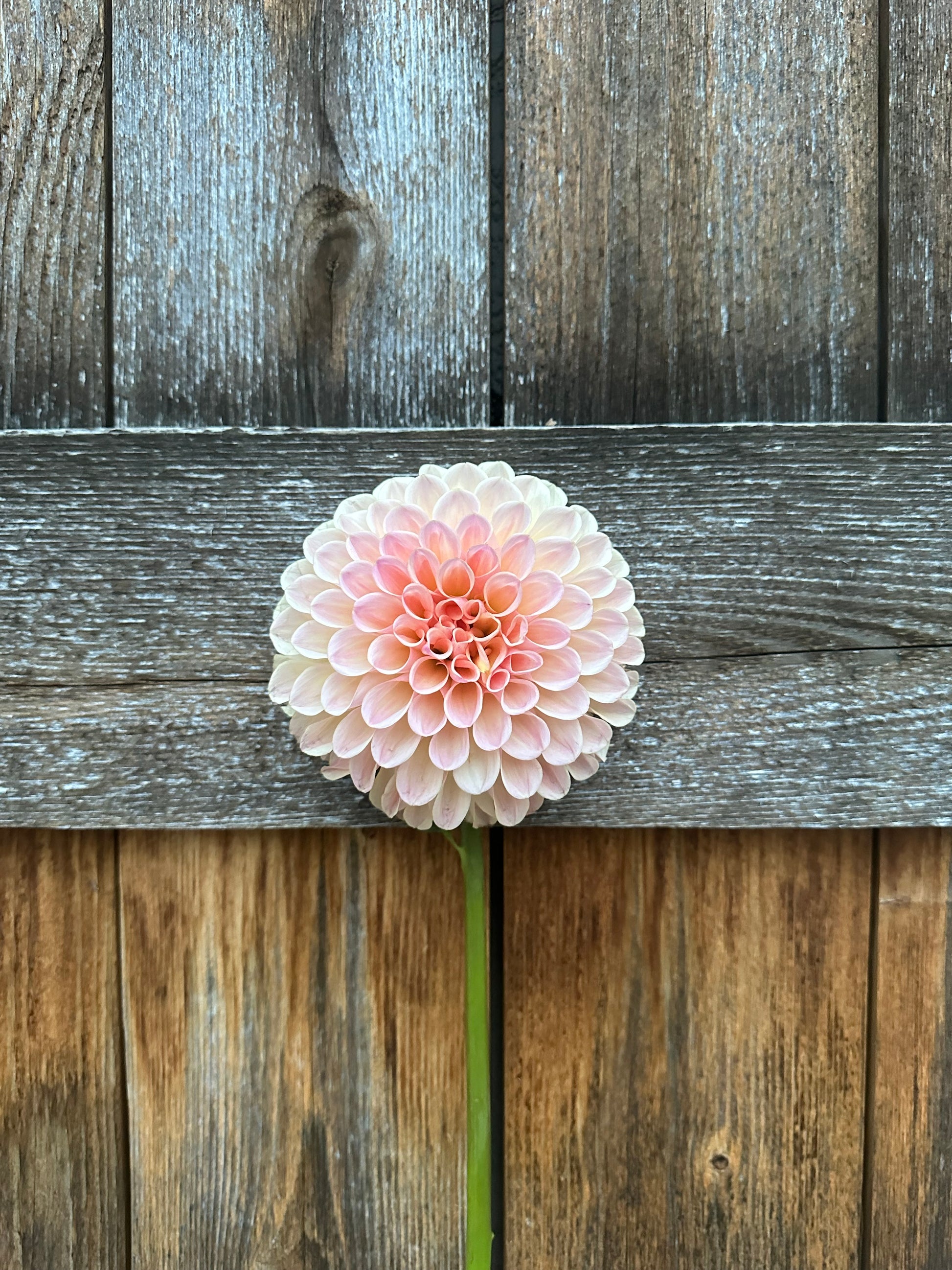 Lee’s Lula Belle dahlia