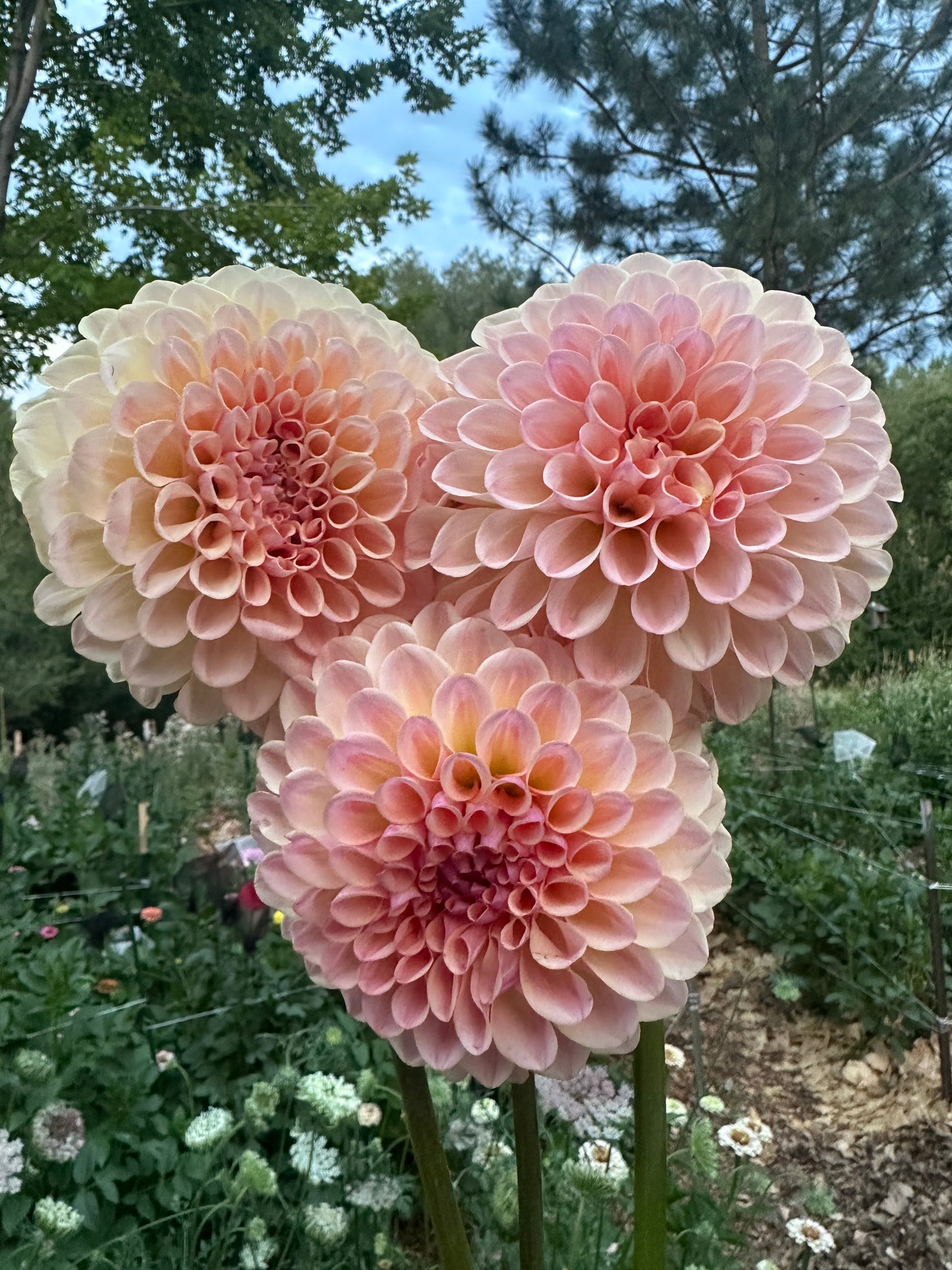 Lee’s Lula Belle dahlia