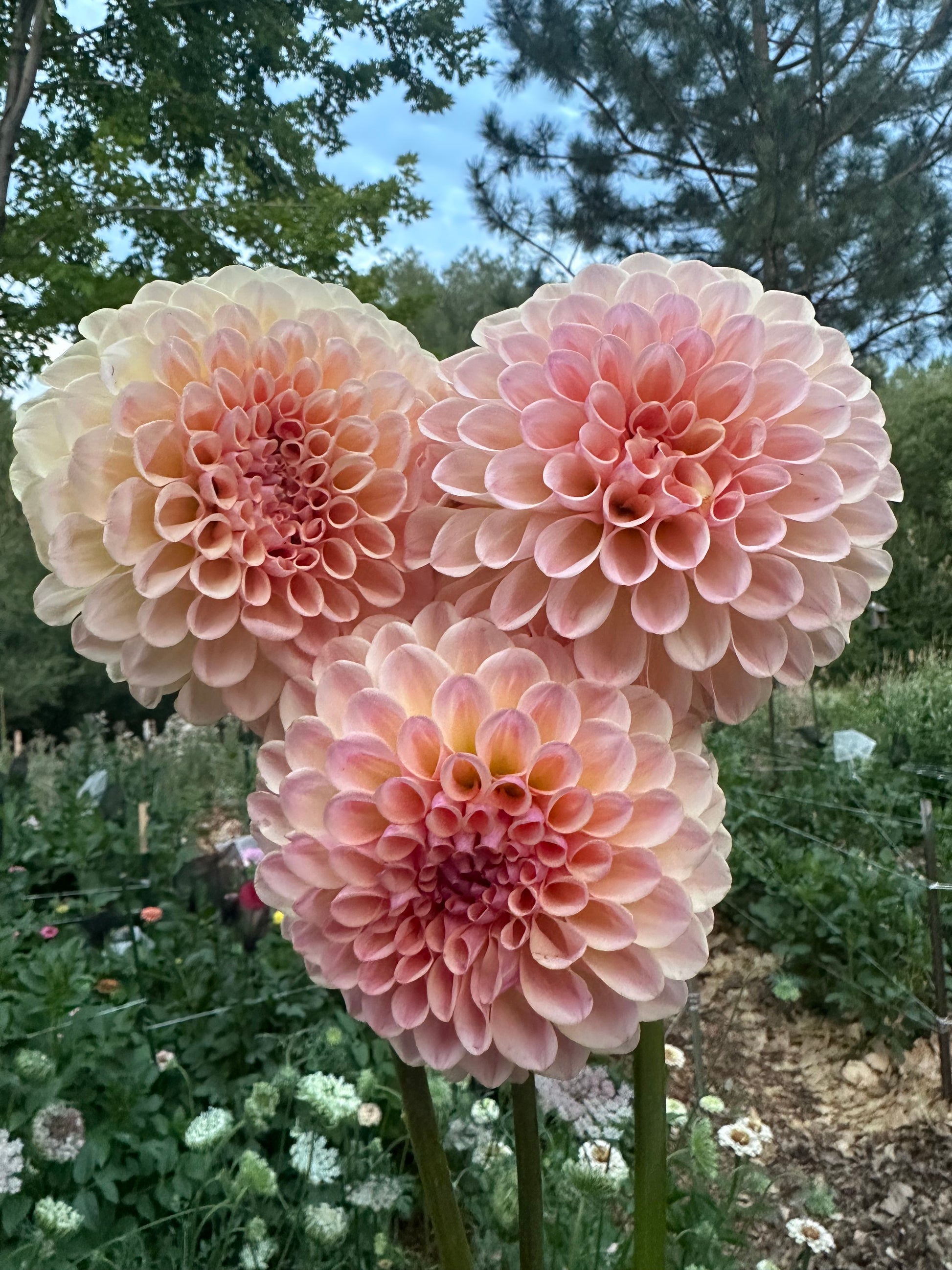 Lee’s Lula Belle dahlia