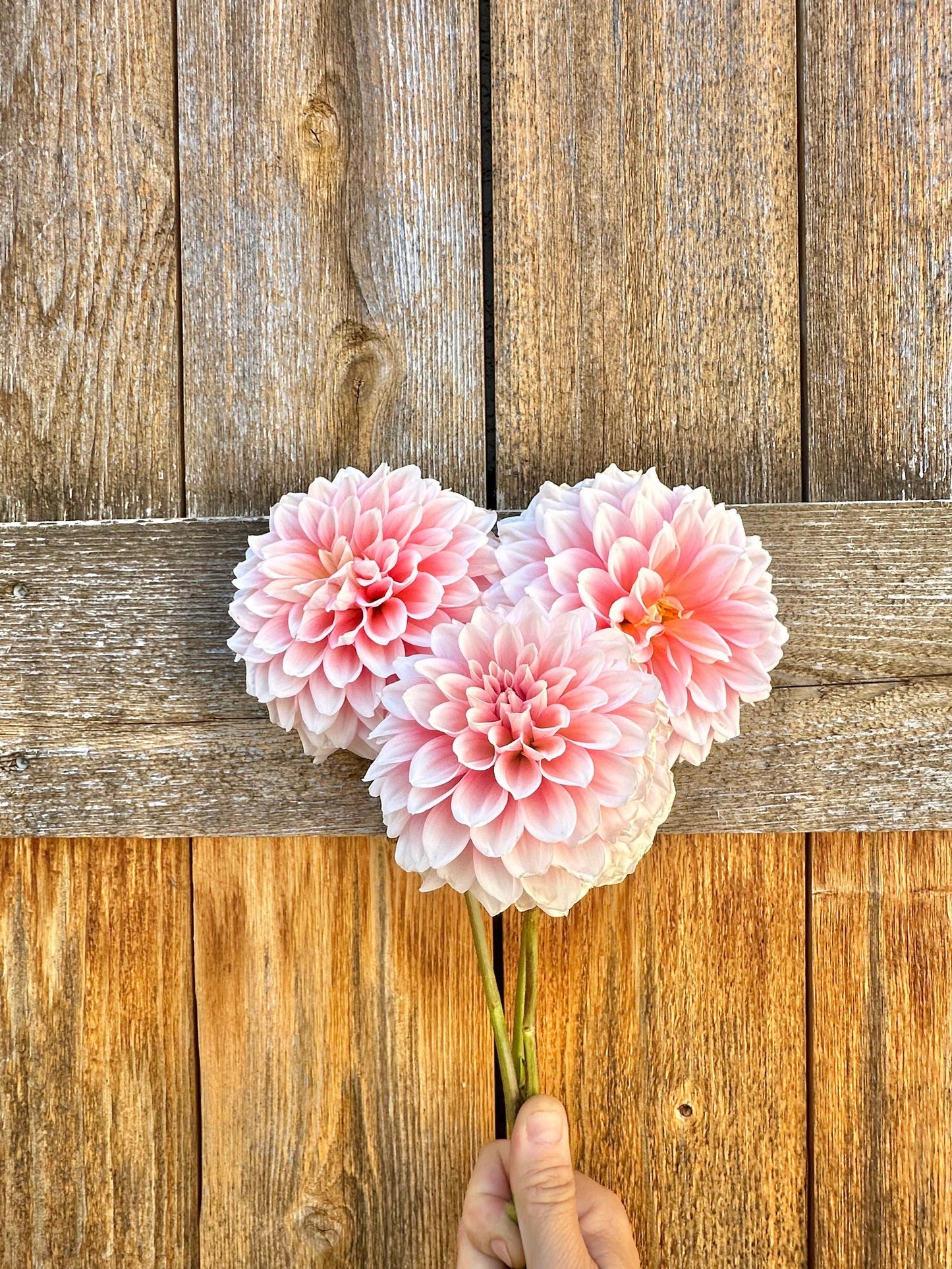 Lee’s Pineberry Triffle dahlia