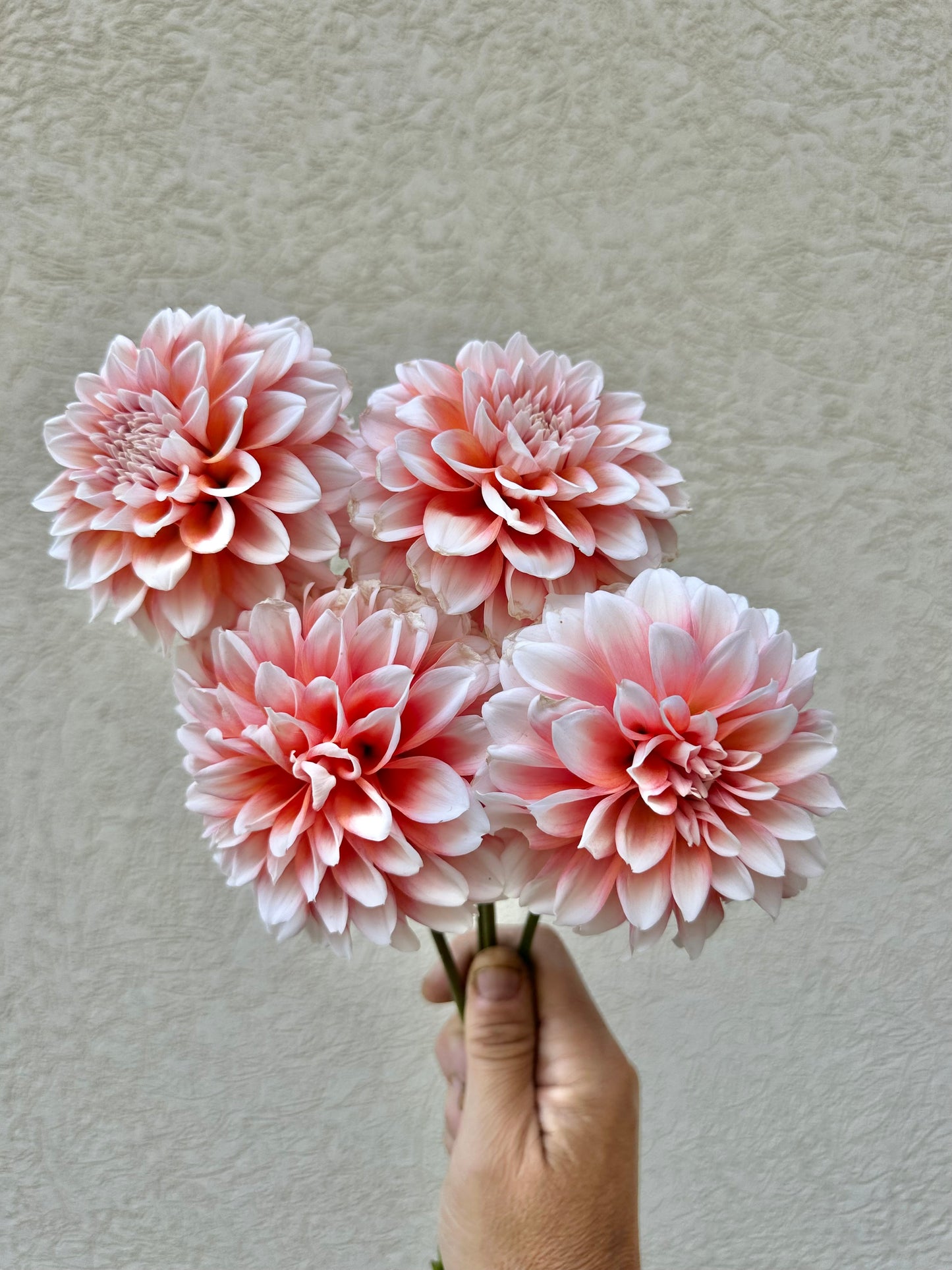Lee’s Pineberry Triffle dahlia
