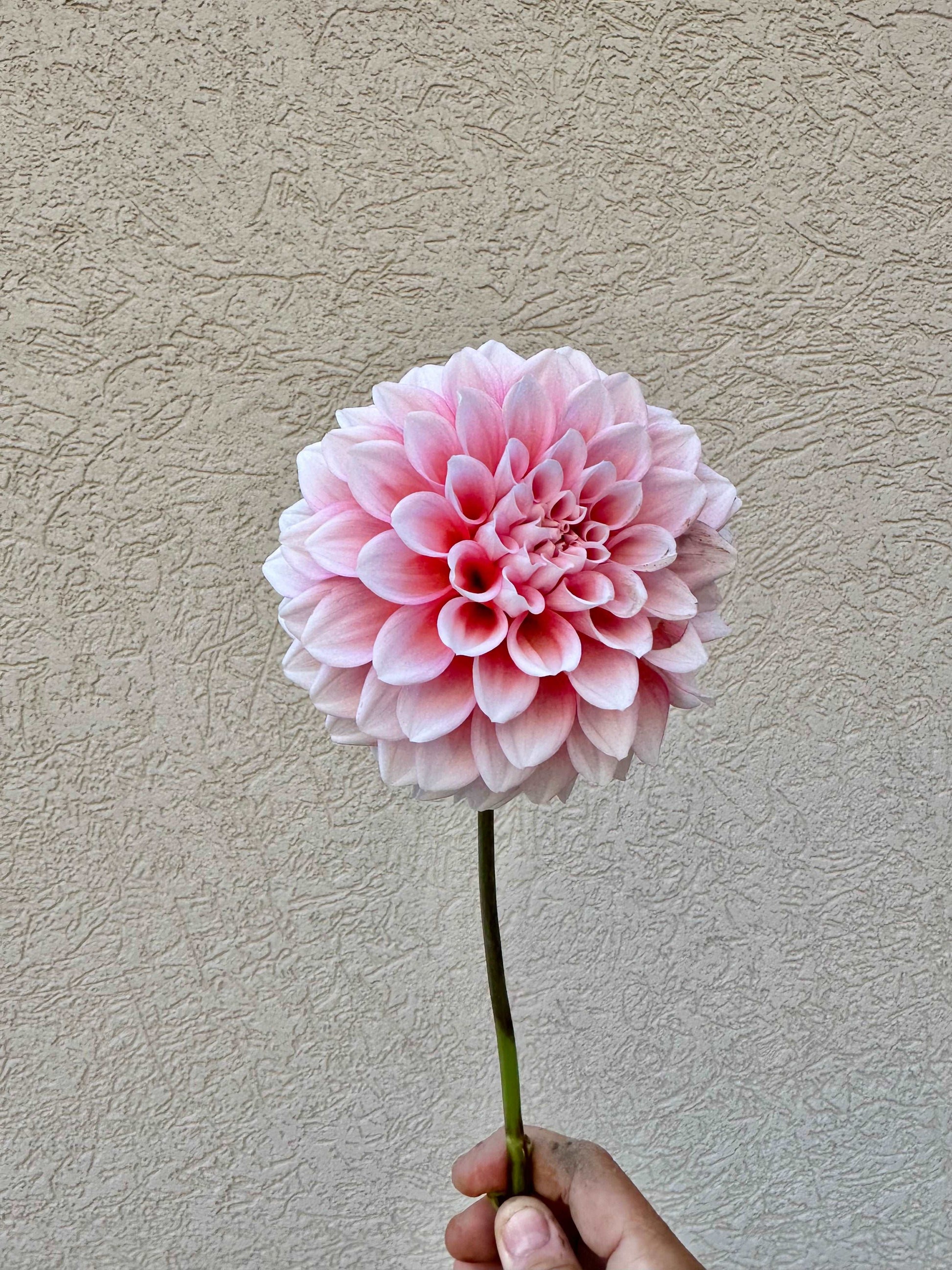 Lee’s Pineberry trifle dahlia