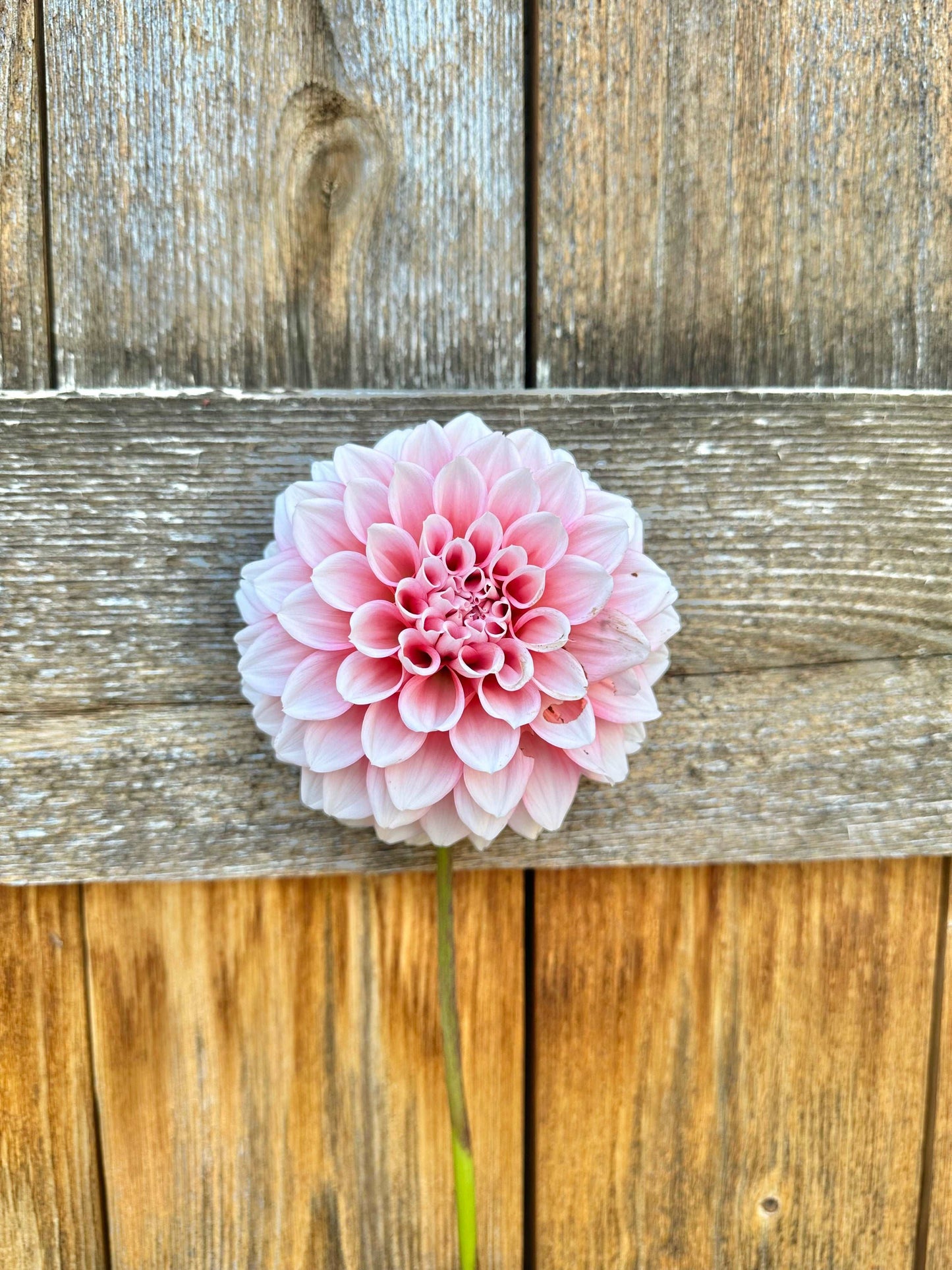 Lee’s Pineberry trifle dahlia