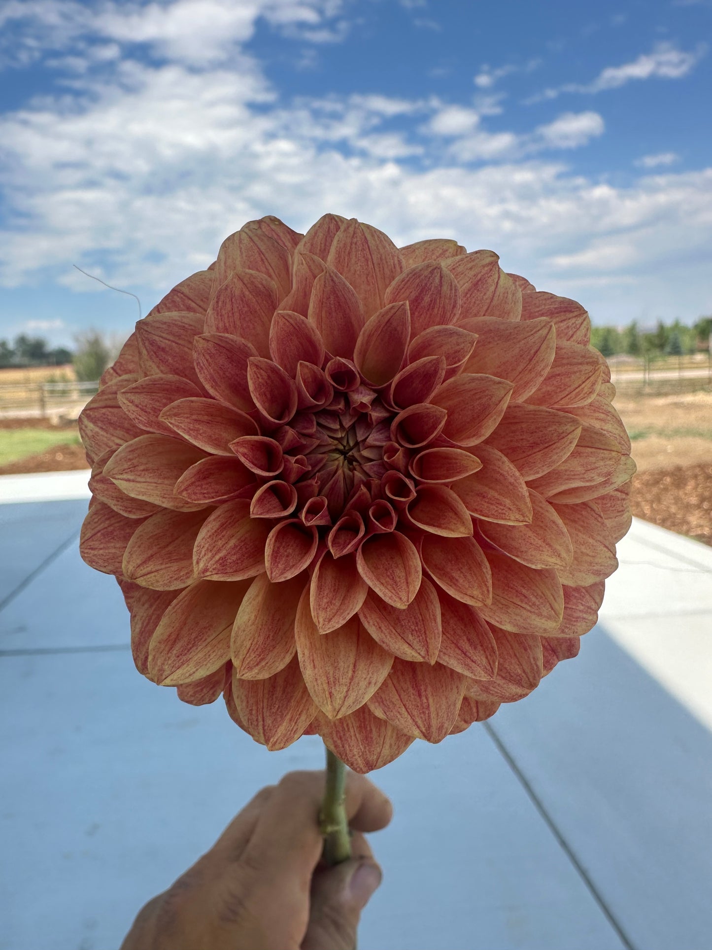 Levi’s Nara dahlia