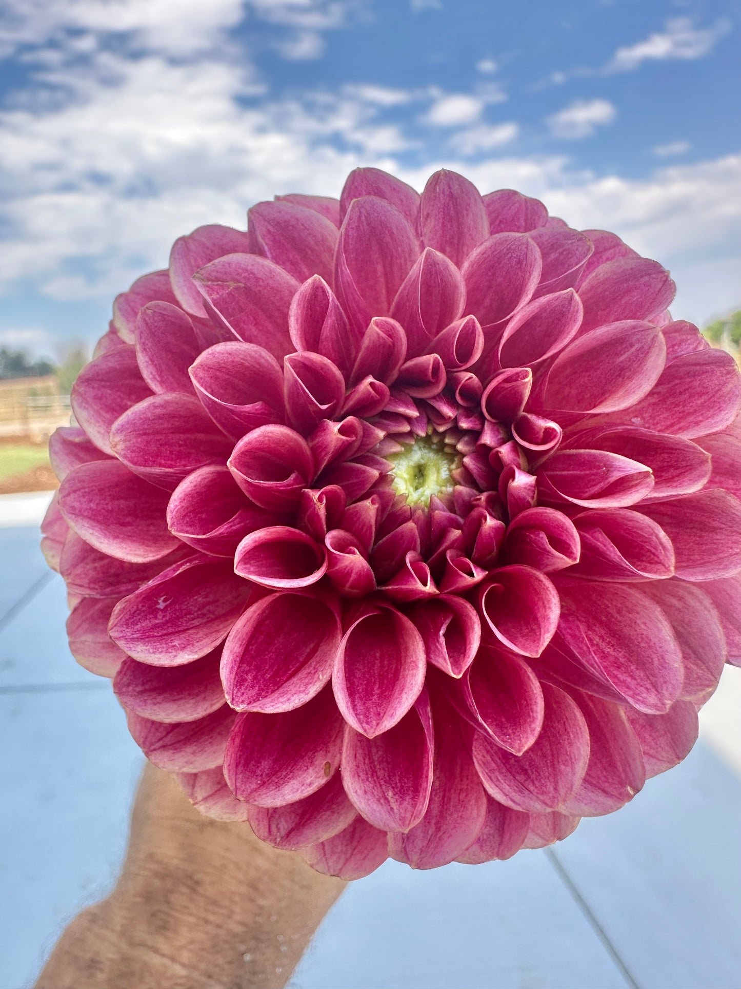 Levi’s Blood Moon dahlia tuber