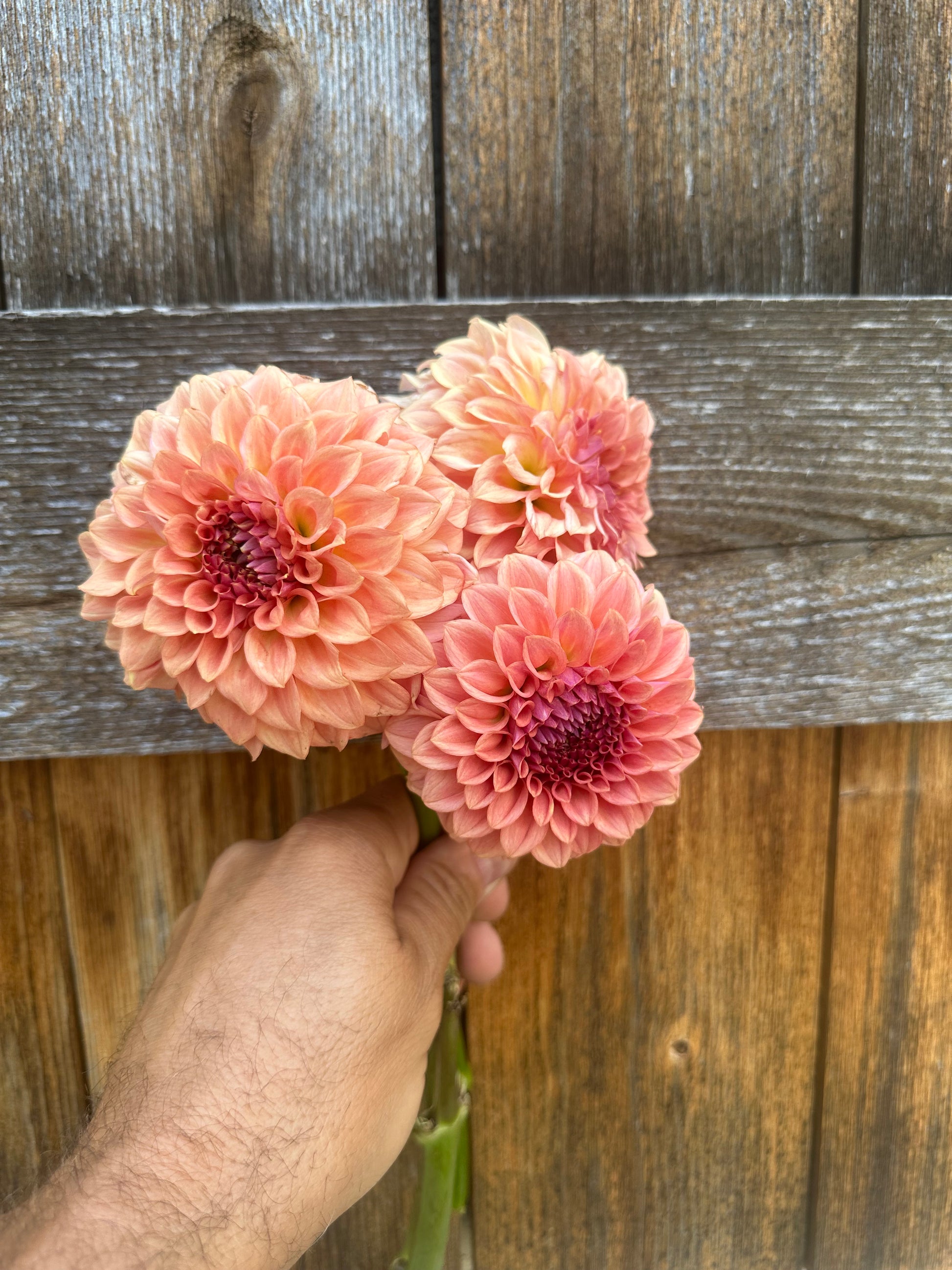 Levi’s Blue Smoke dahlia