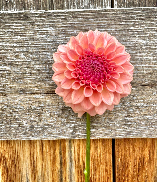 Levi’s Blue Smoke dahlia