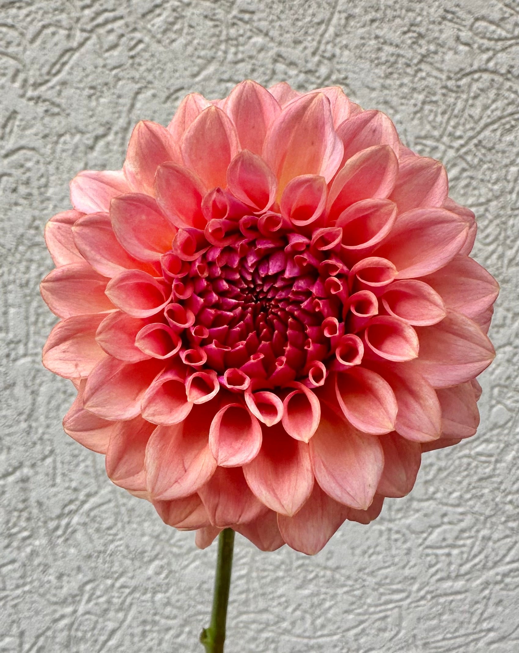 Levi’s Blue Smoke dahlia