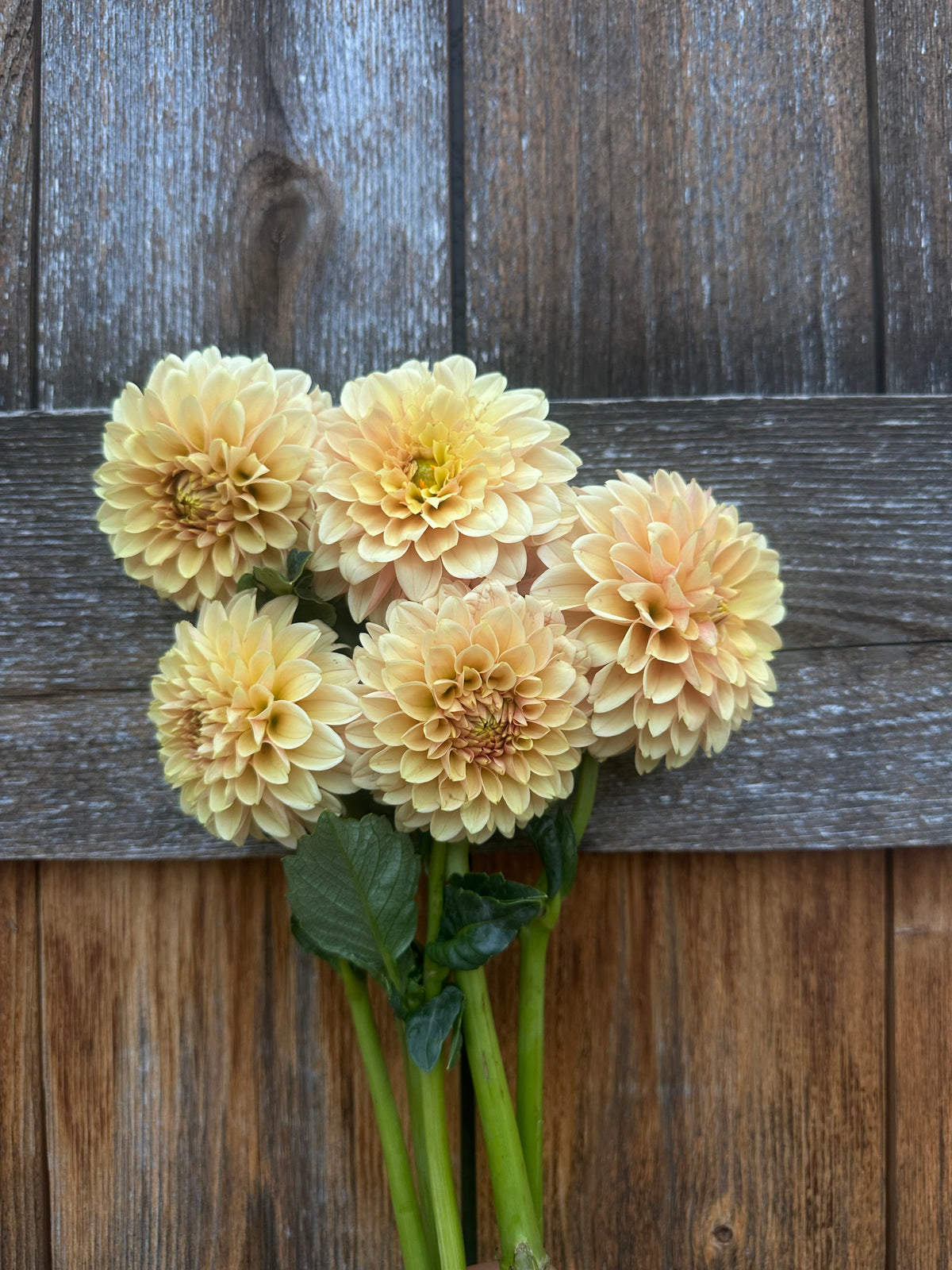 Levi’s Canteloupe dahlia
