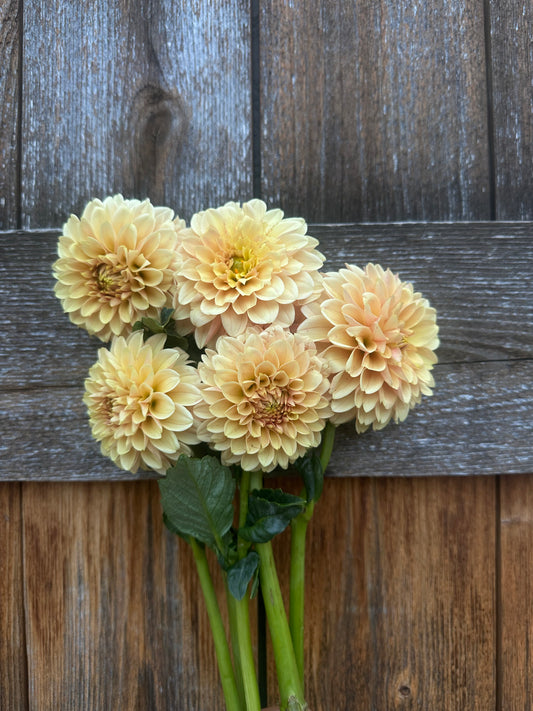 Levi’s Canteloupe dahlia