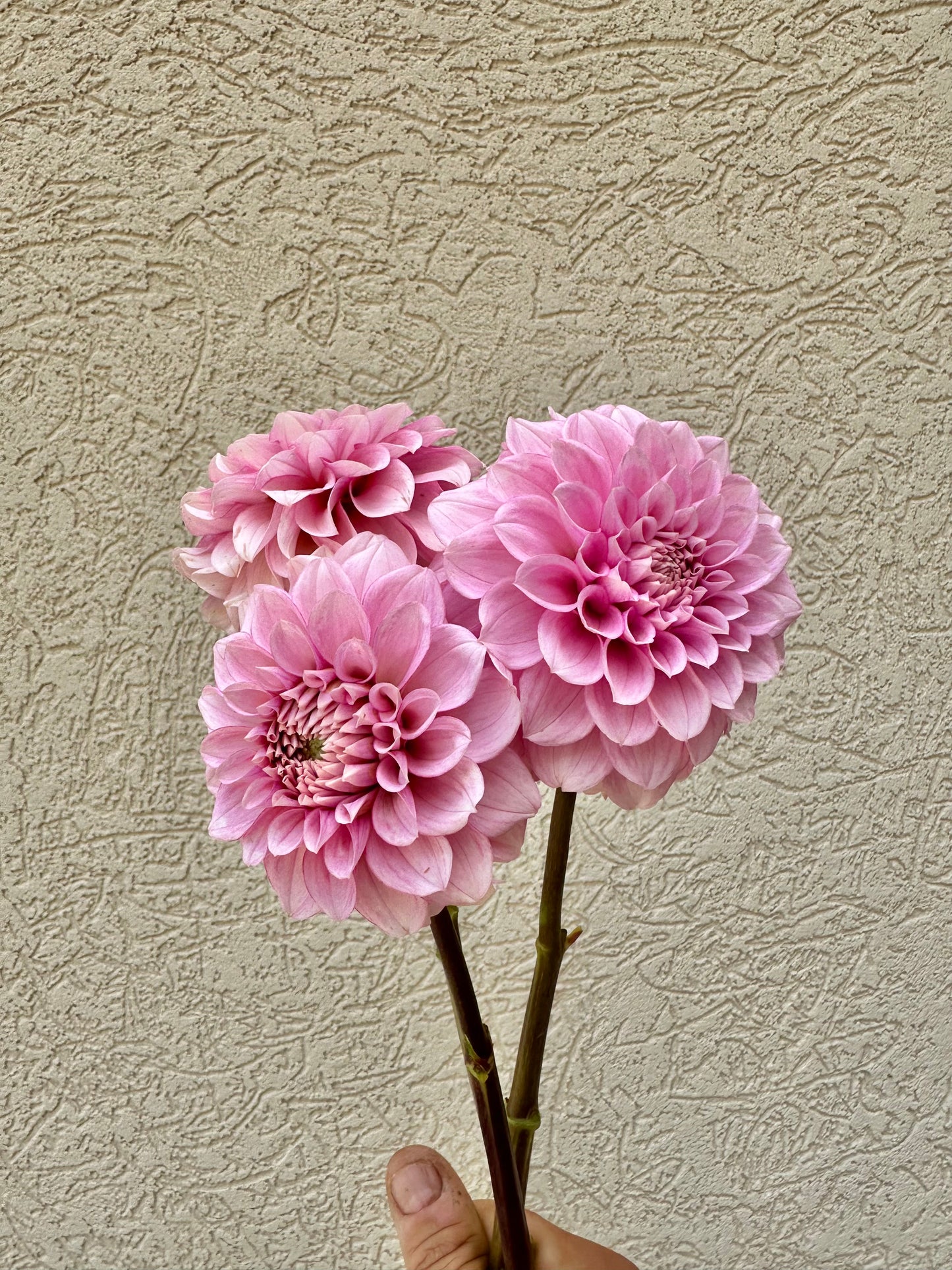 Levis Confessor dahlia