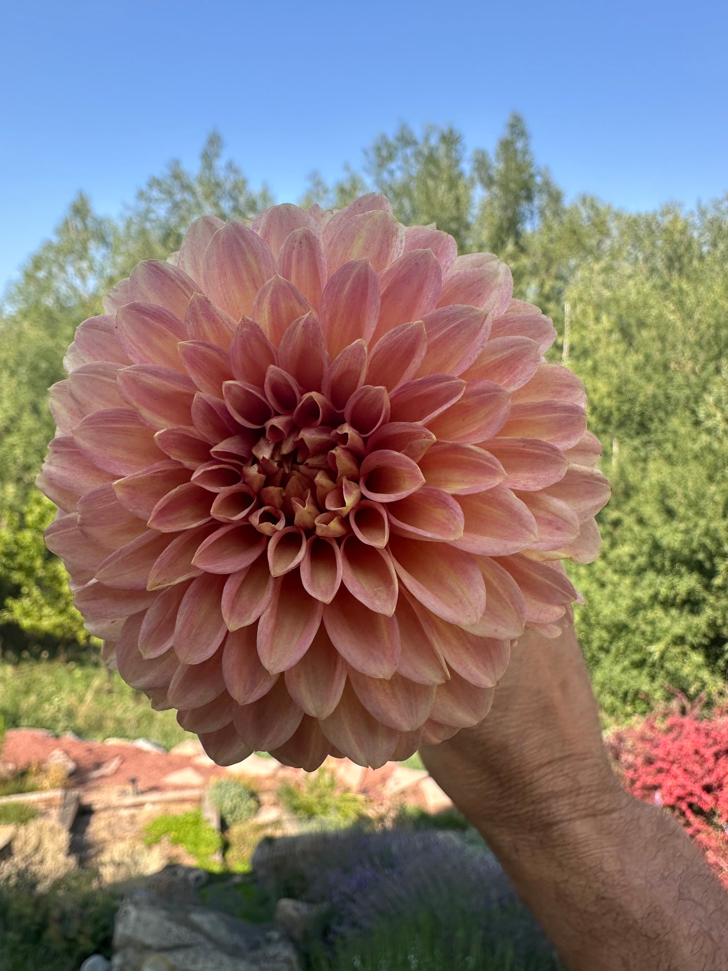 Levi’s Creamsicle dahlia