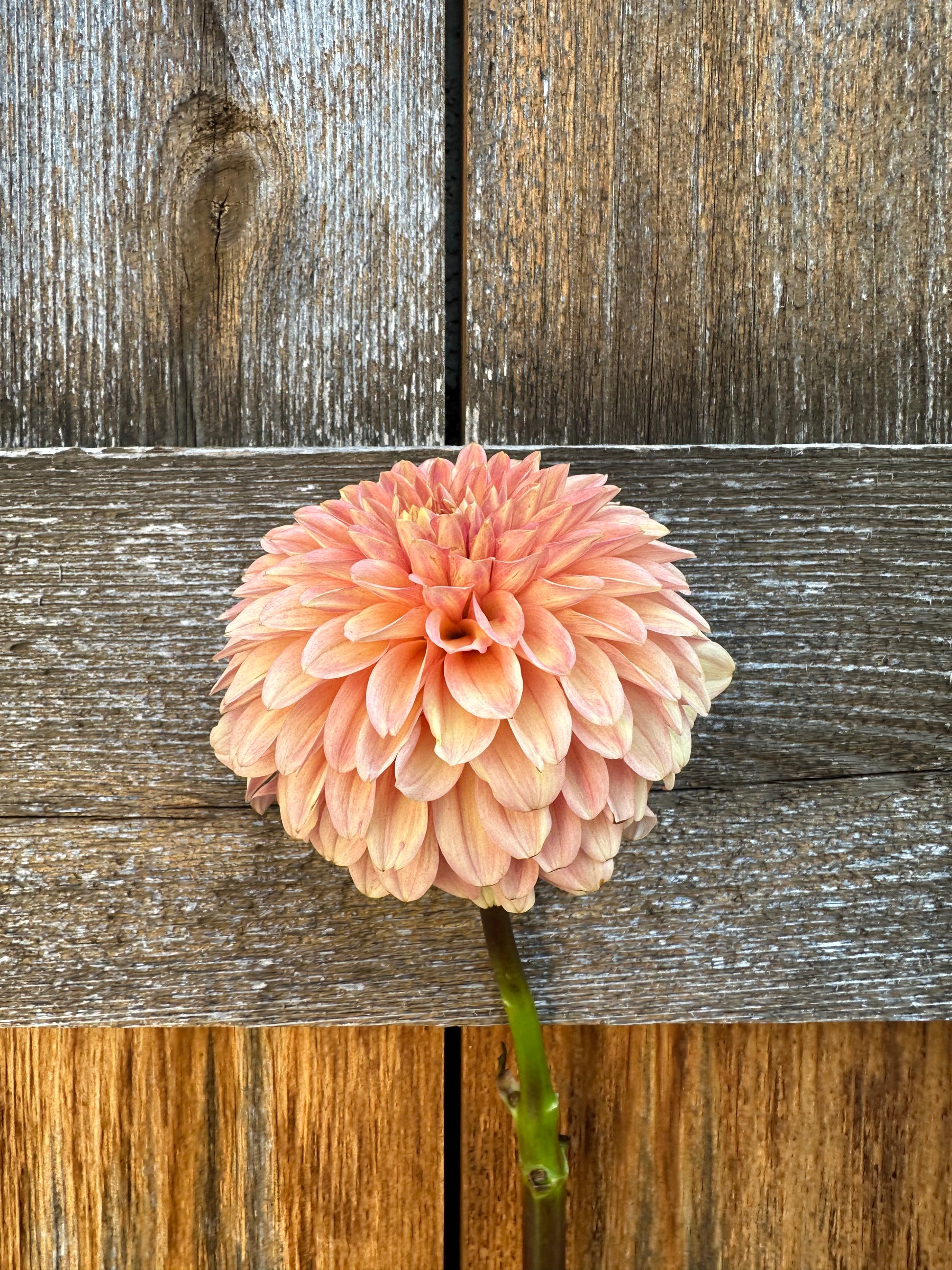 Levi’s Creamsicle dahlia