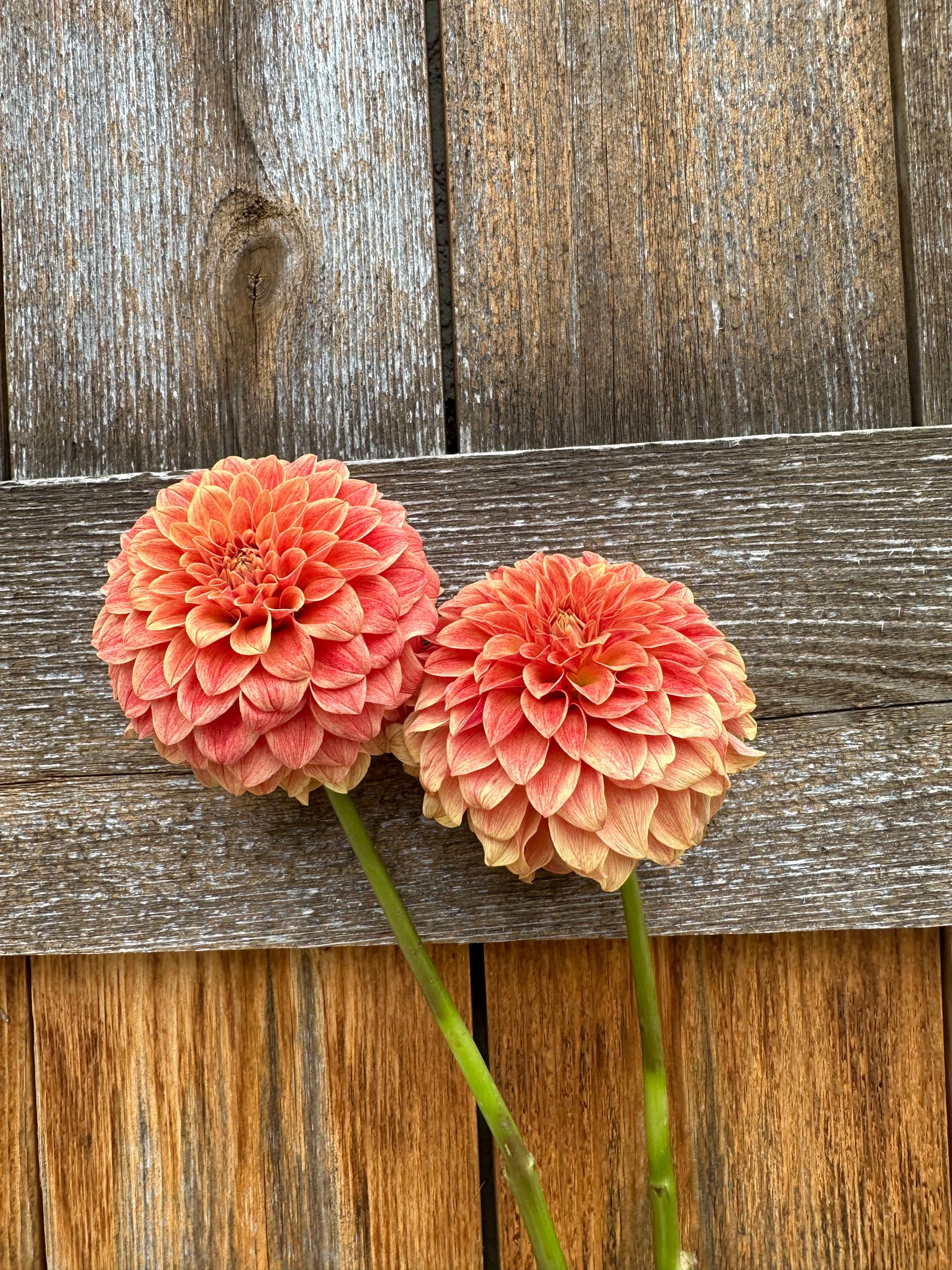 Levi’s Nara dahlia