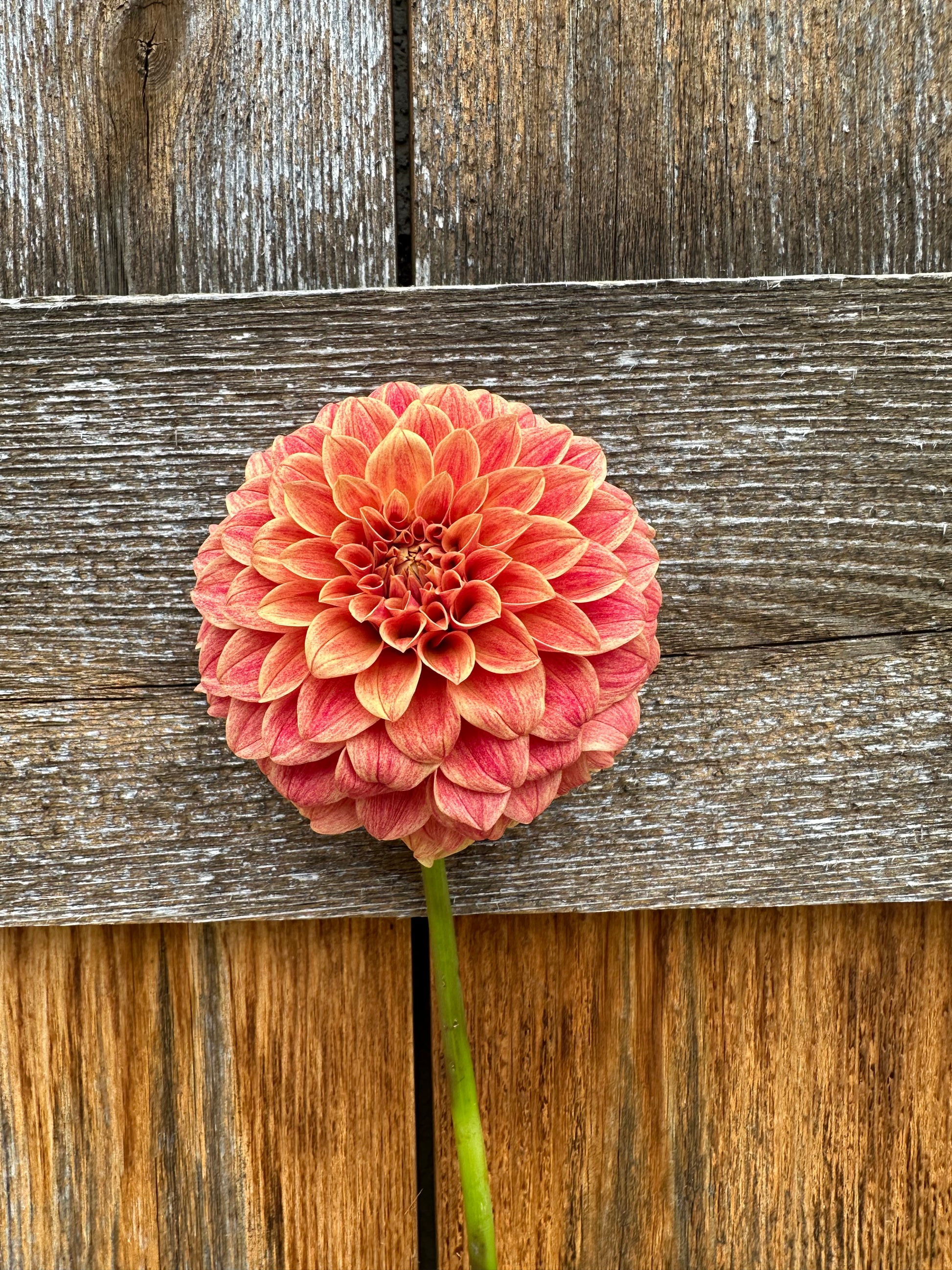 Levi’s Nara dahlia