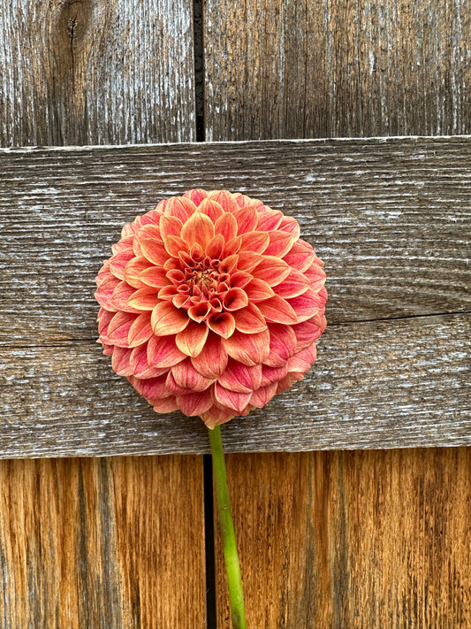 Levi’s Nara dahlia