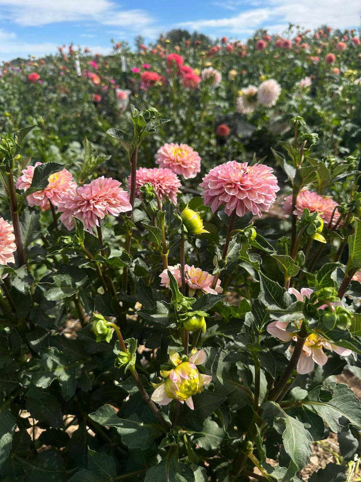 Levi’s Revenant dahlia