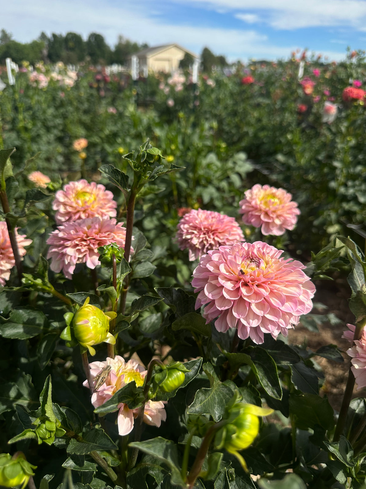 Levi’s Revenant dahlia