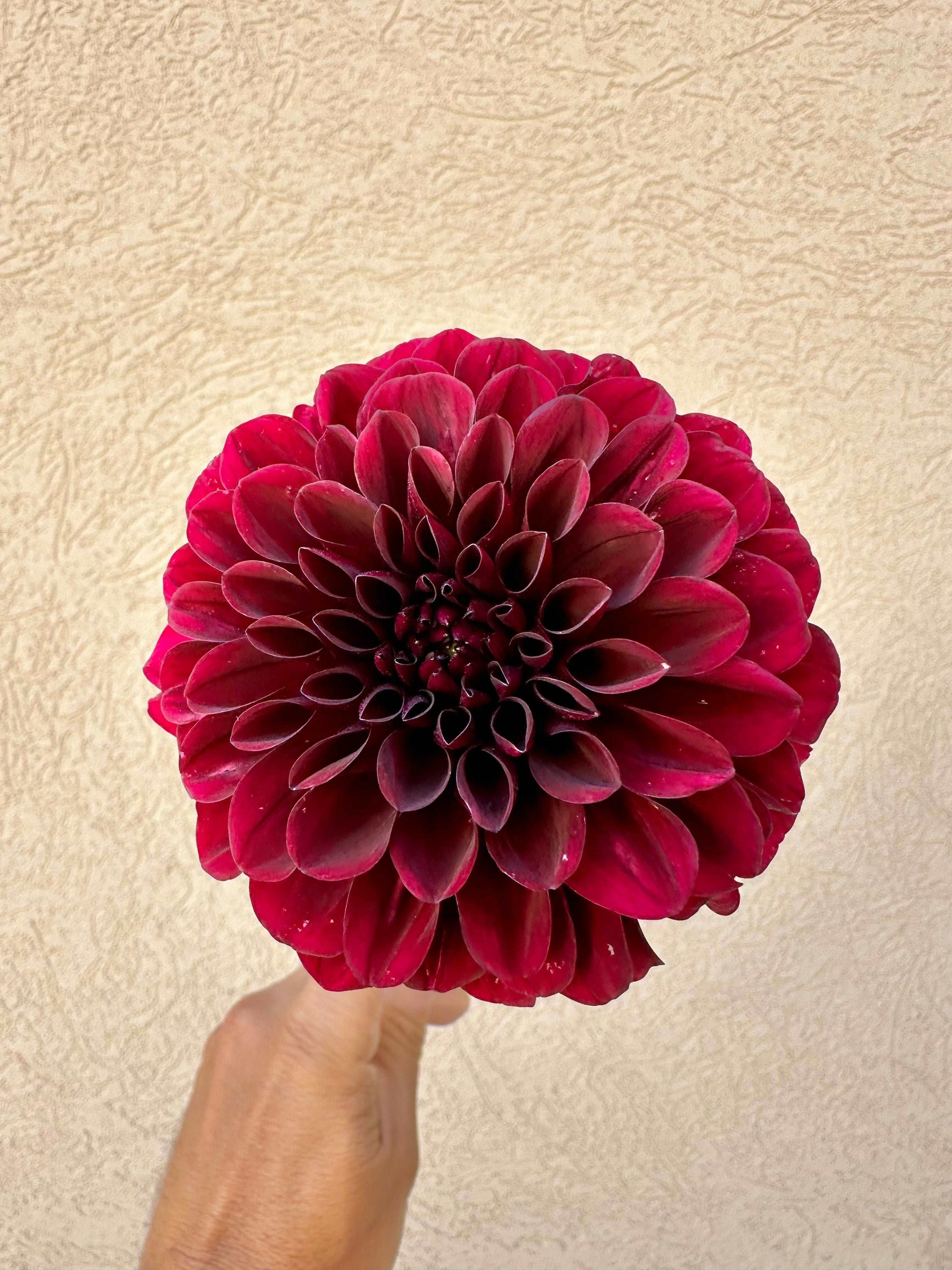 Lights Out dahlia