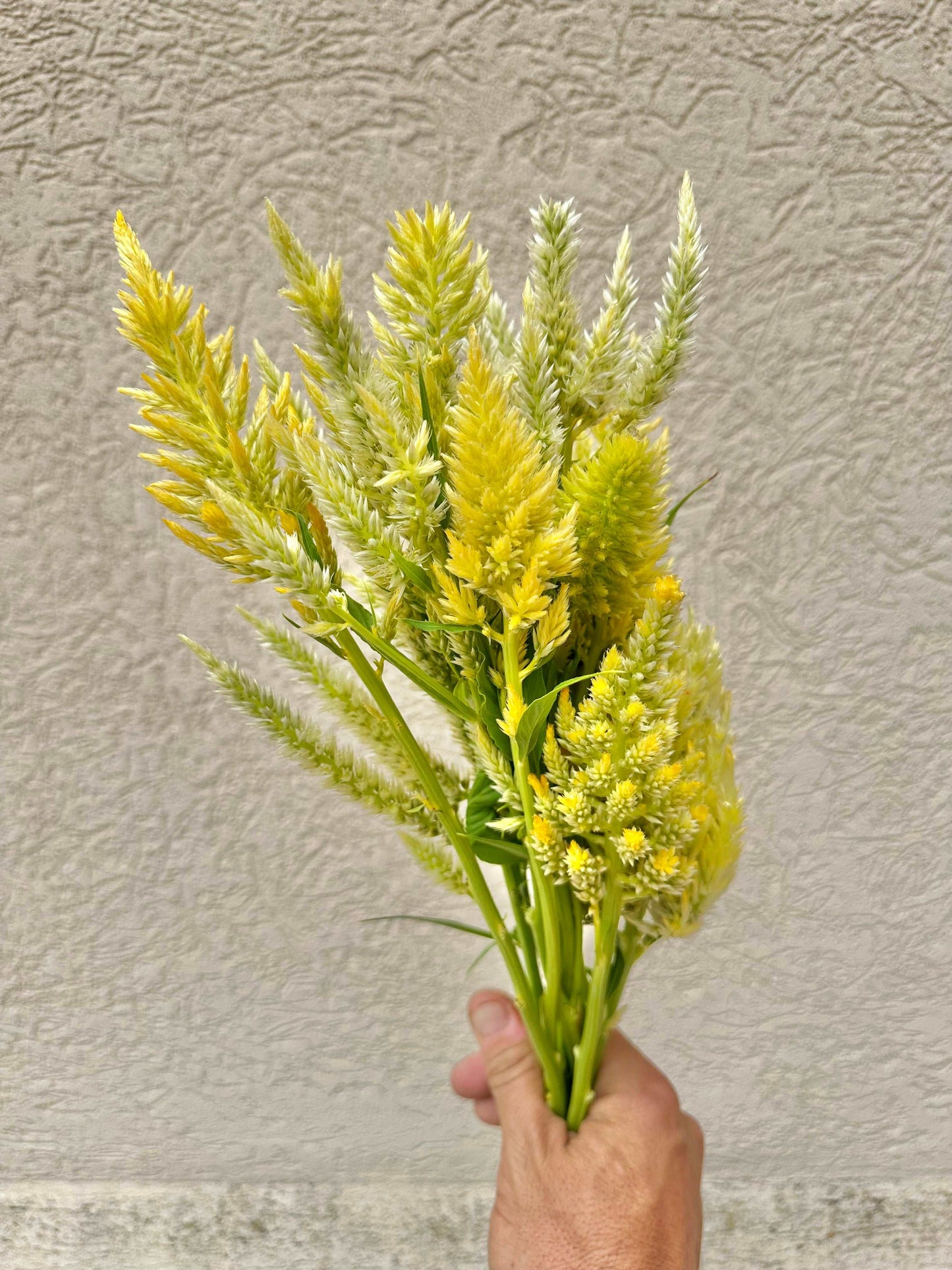 Lime celosia flower bundle