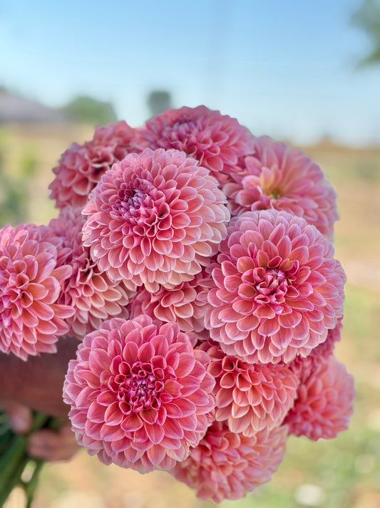 Linda’s Baby dahlia