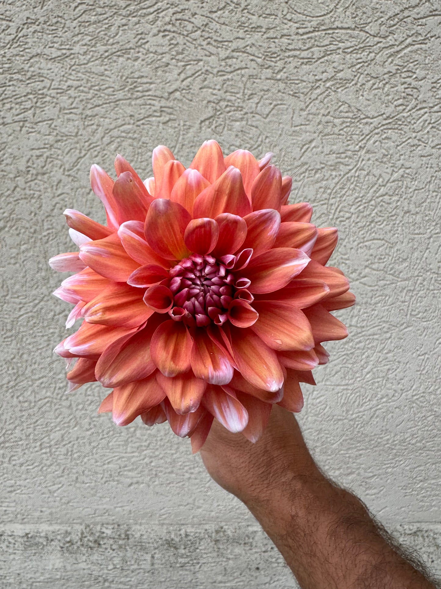 Linda’s Esther dahlia