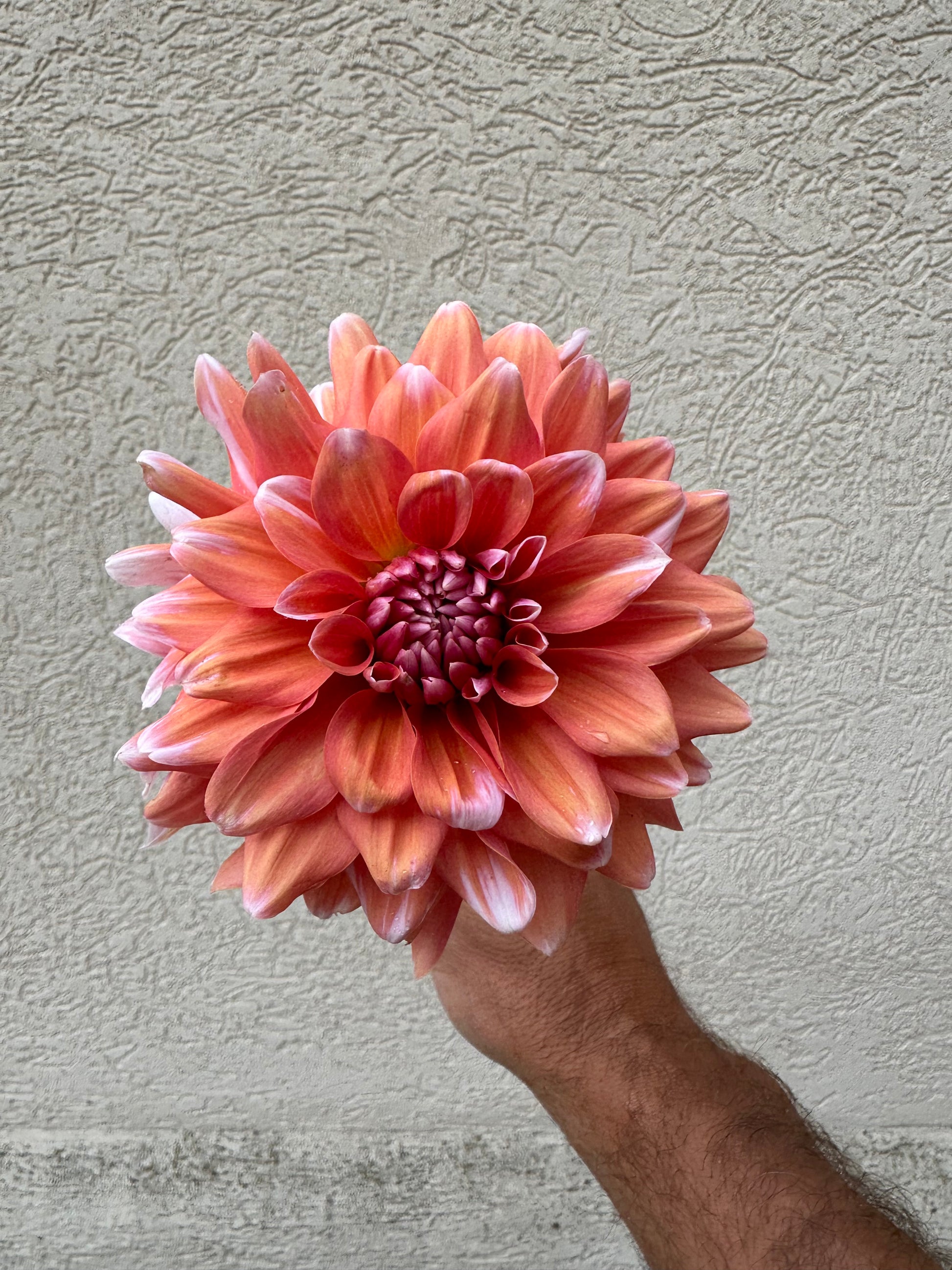 Linda’s Esther dahlia