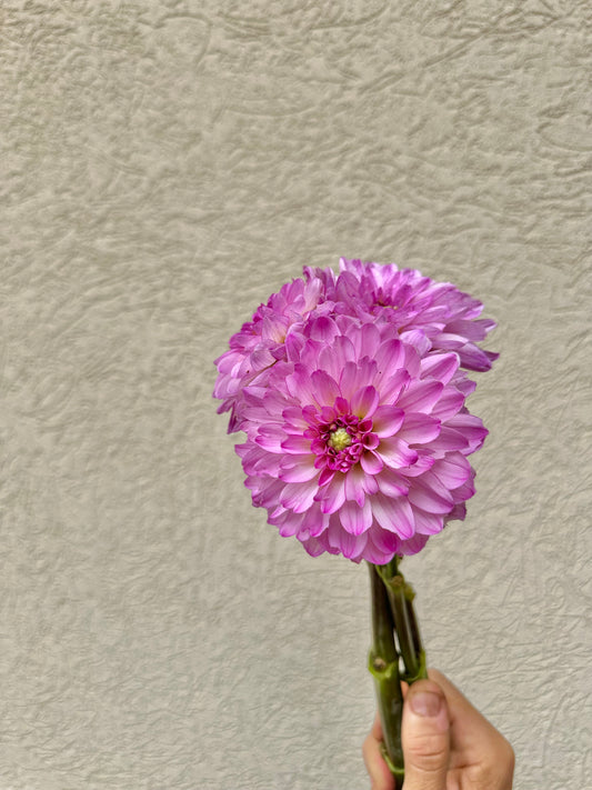 Little Blessings dahlia