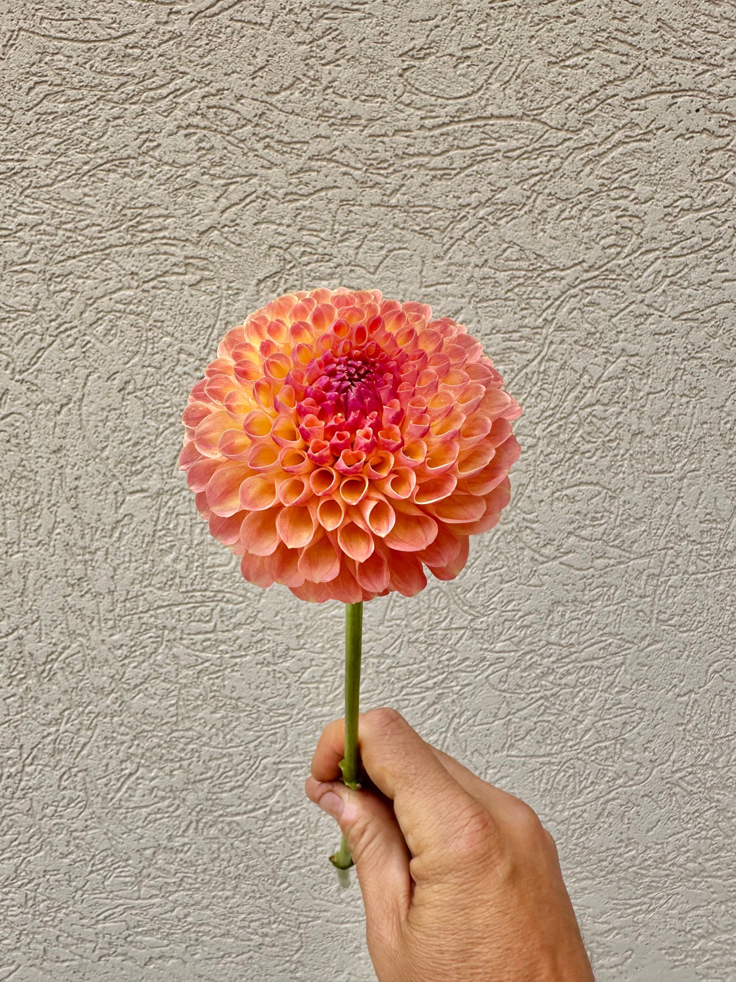 Maarn dahlia