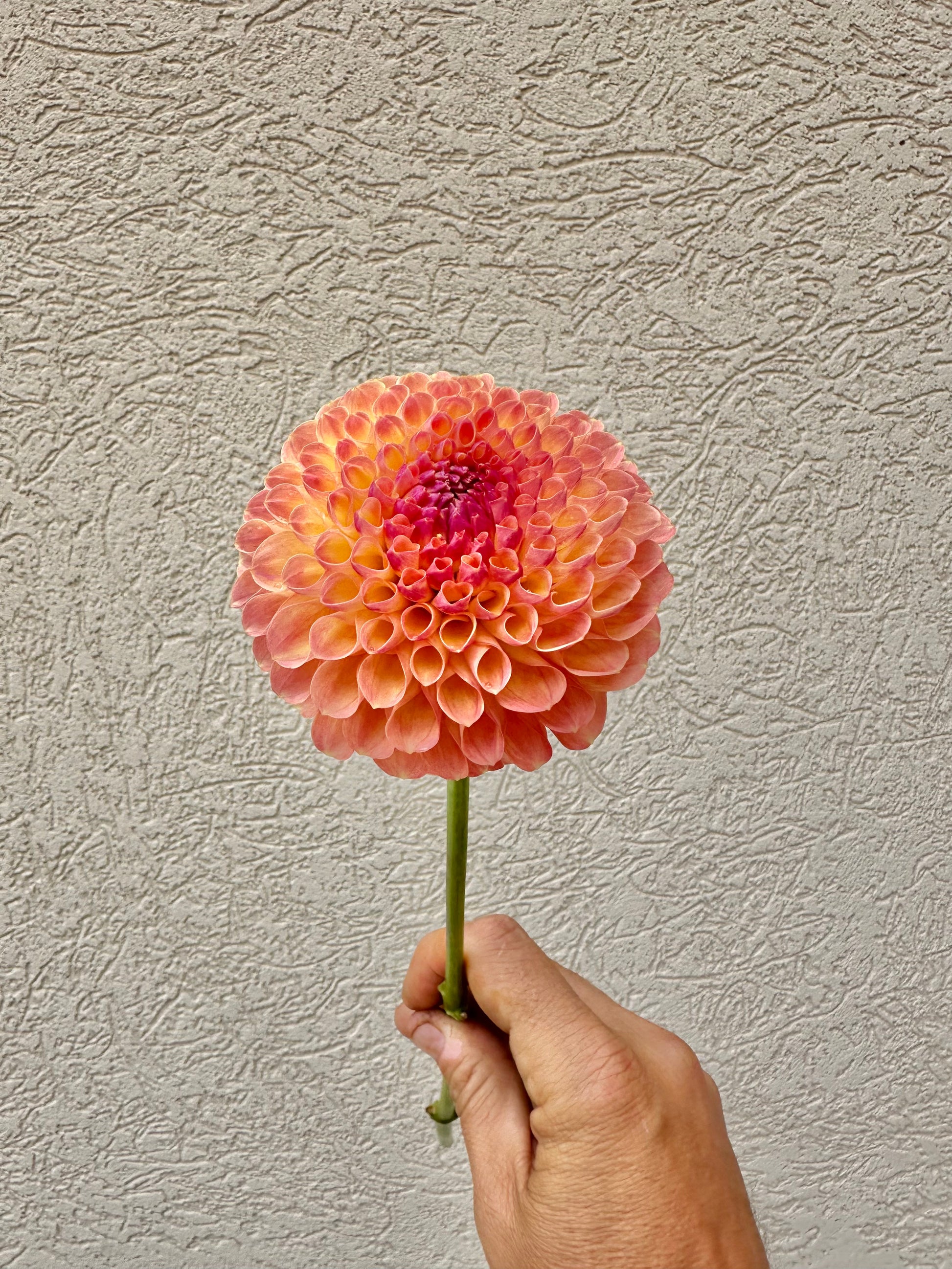 Maarn dahlia