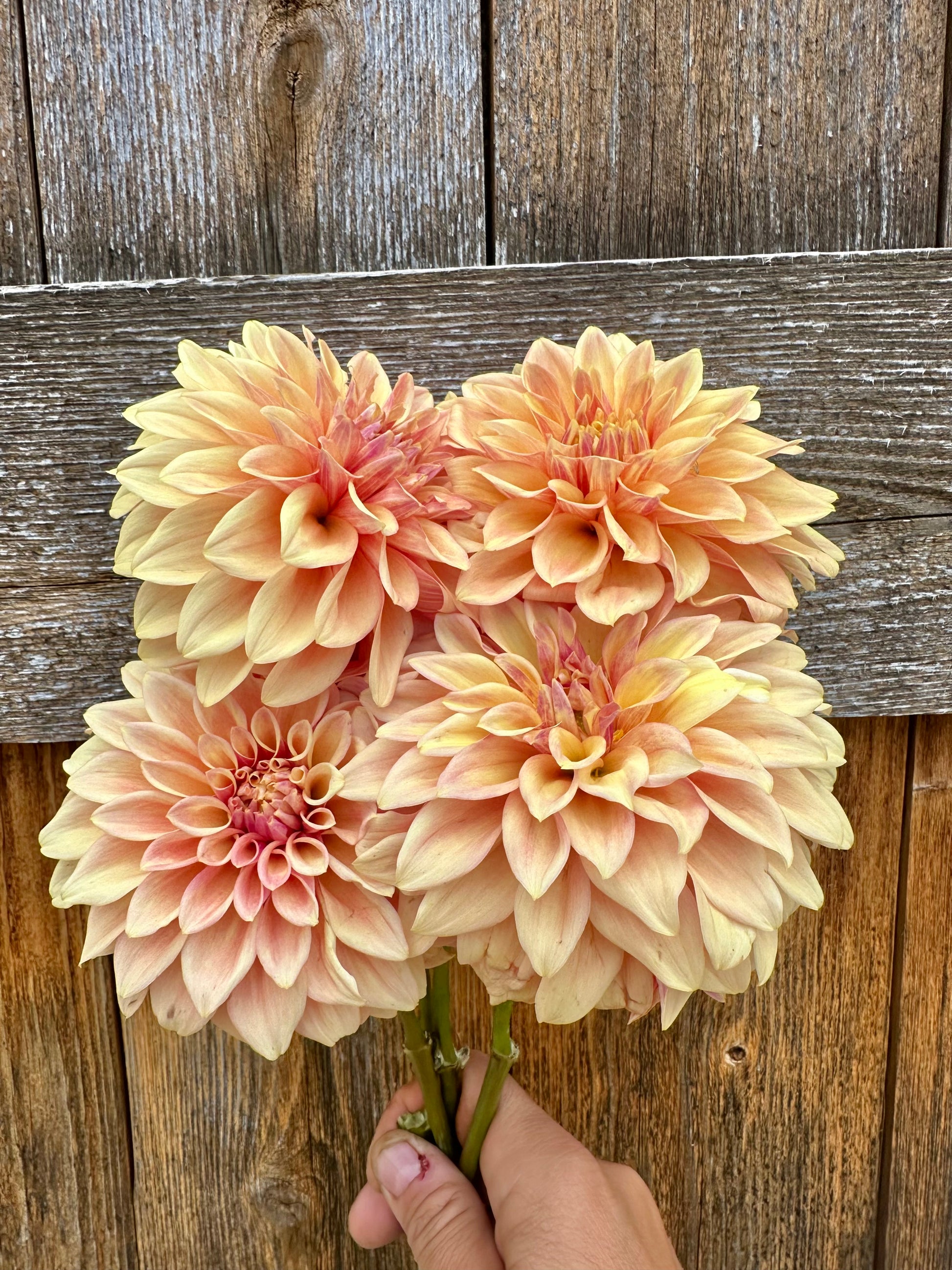 Miss Amara dahlia