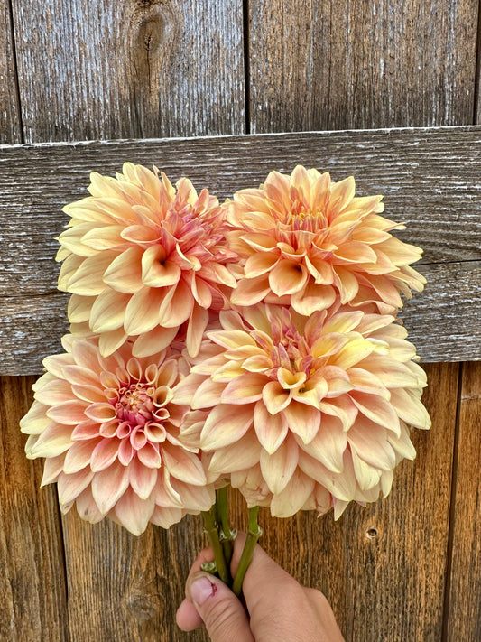 Miss Amara dahlia