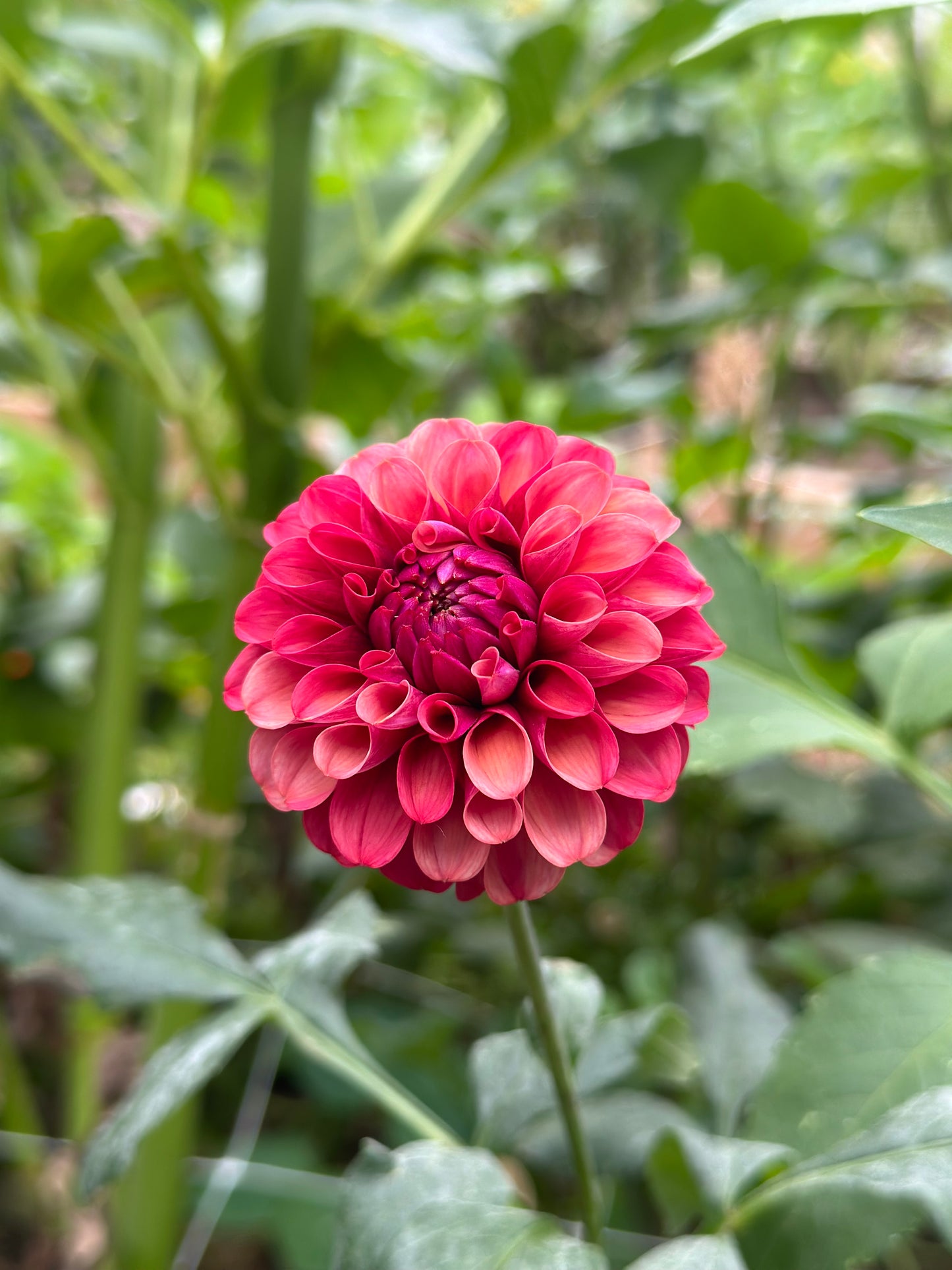 Mission Gypsy dahlia