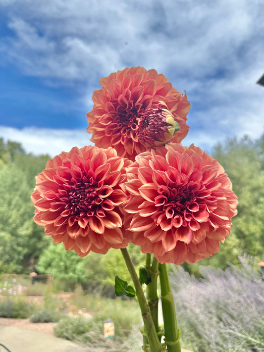 Orange Globe dahlia