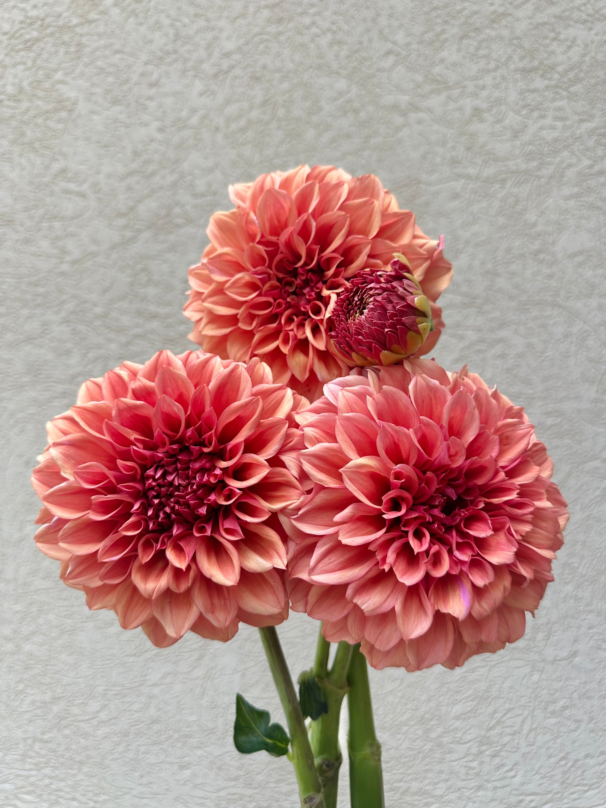Orange Globe dahlia