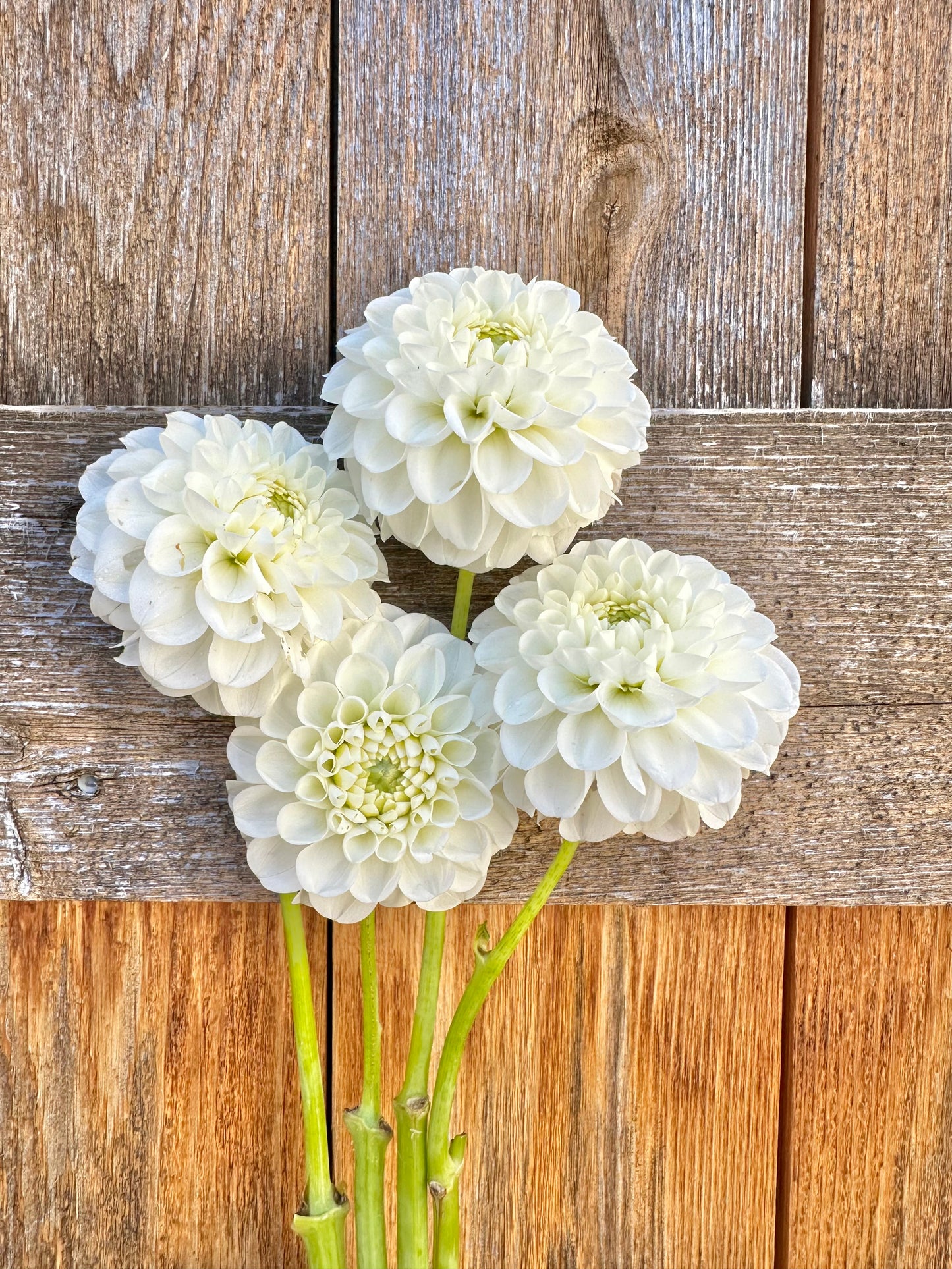 Orsett Beauty dahlia