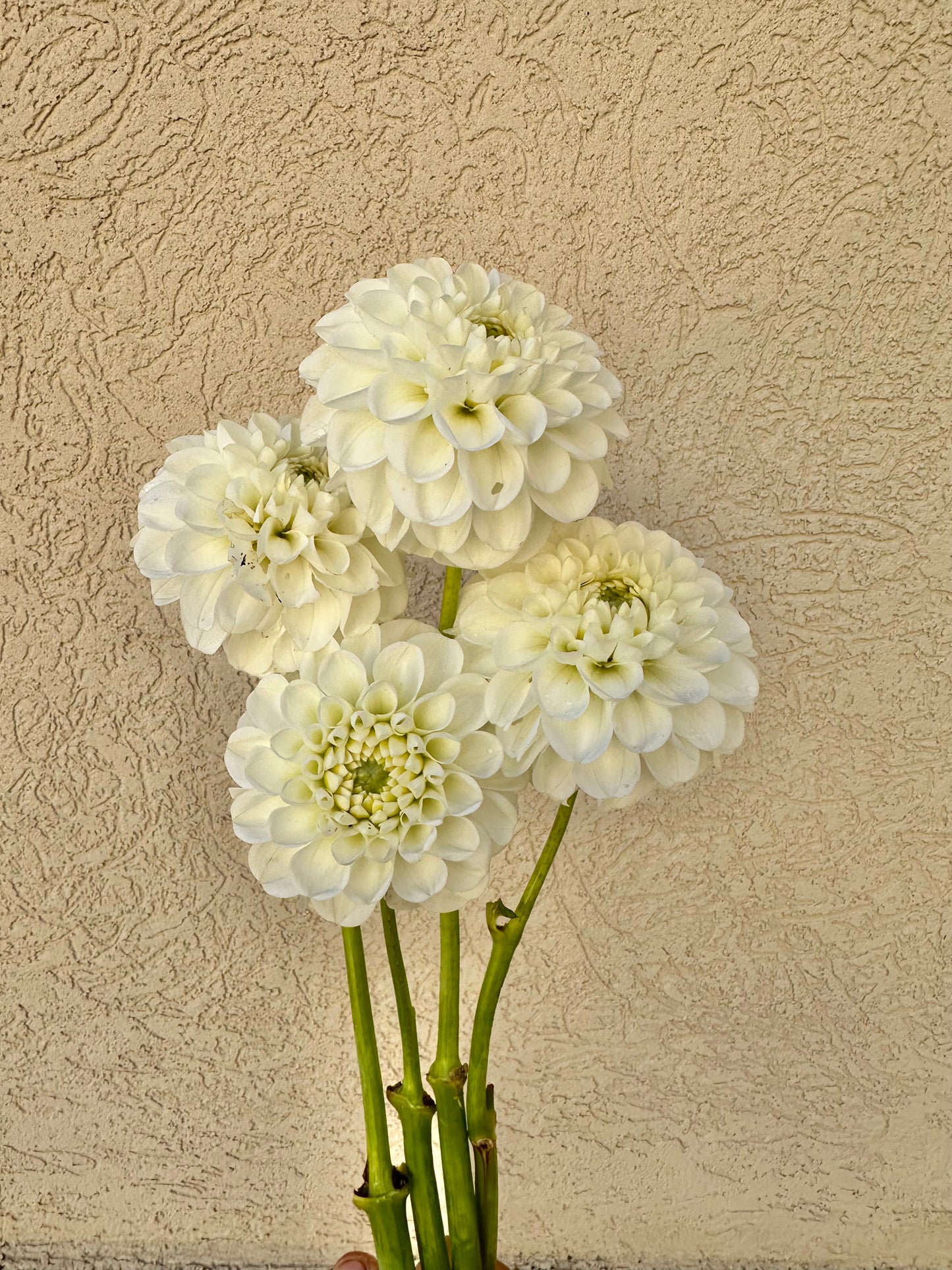 Orsett Beauty dahlia