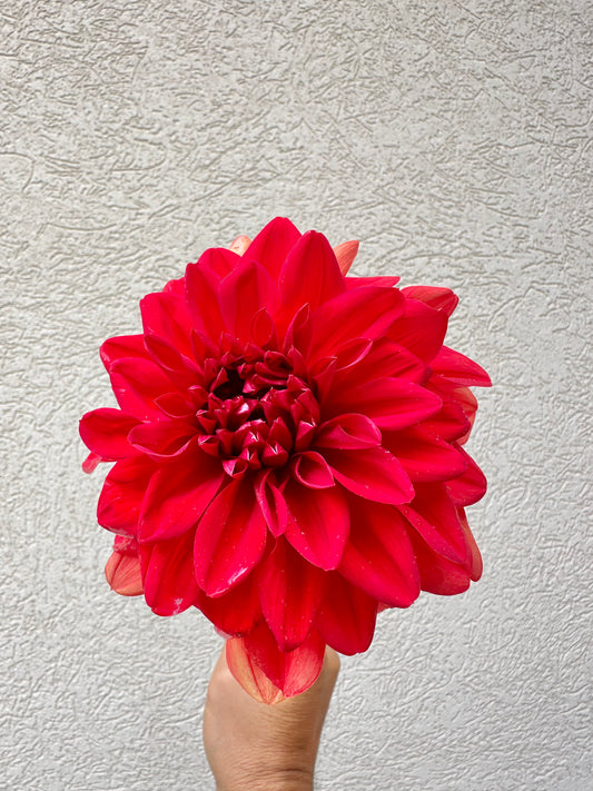 Patricia Ann’s Sunset dahlia