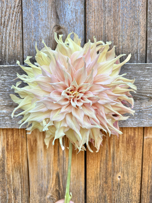 Penhill Watermelon dahlia