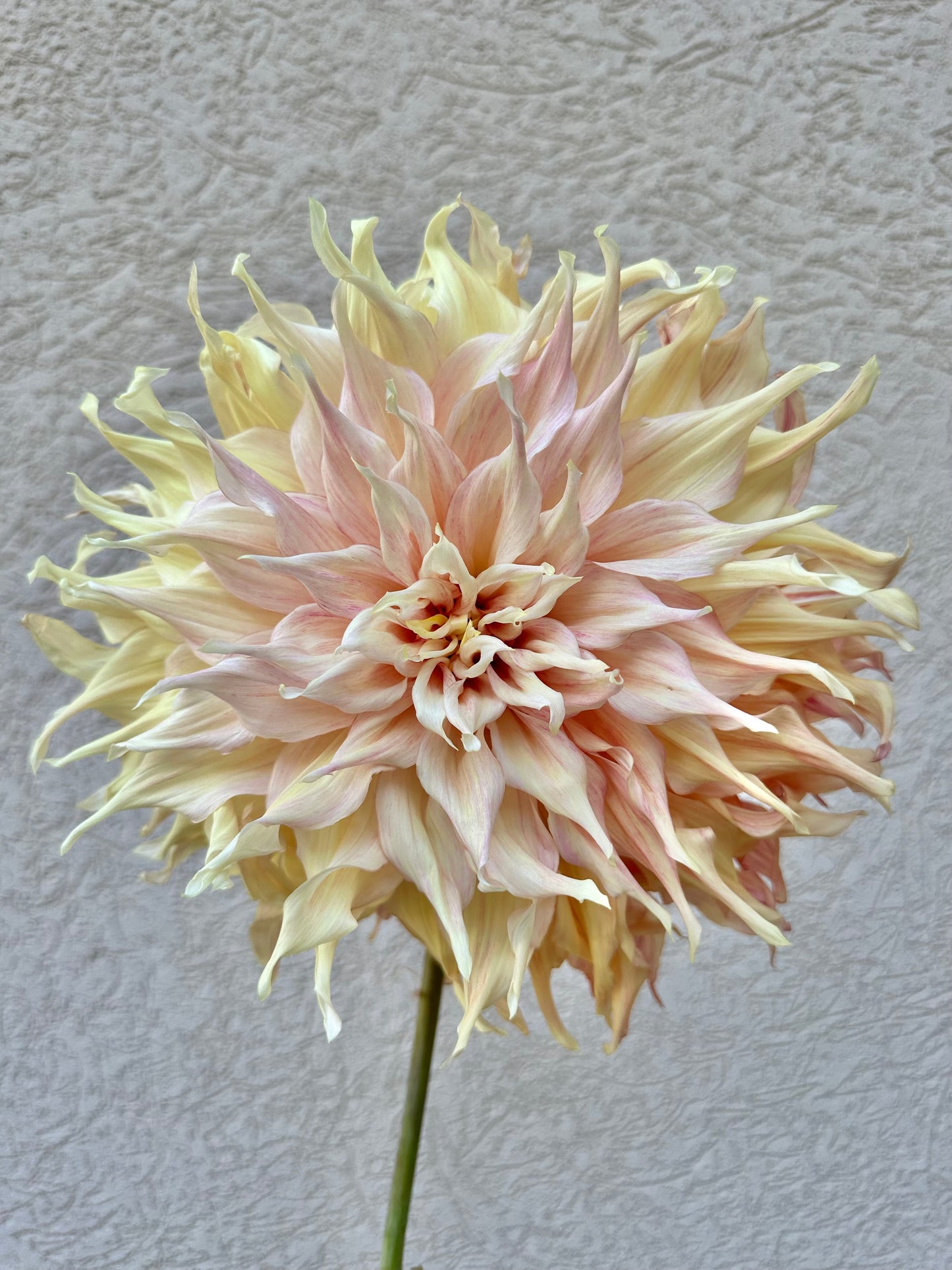 Penhill Watermelon dahlia