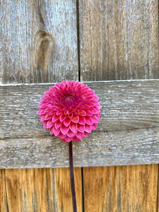 Polvention Kristobal dahlia